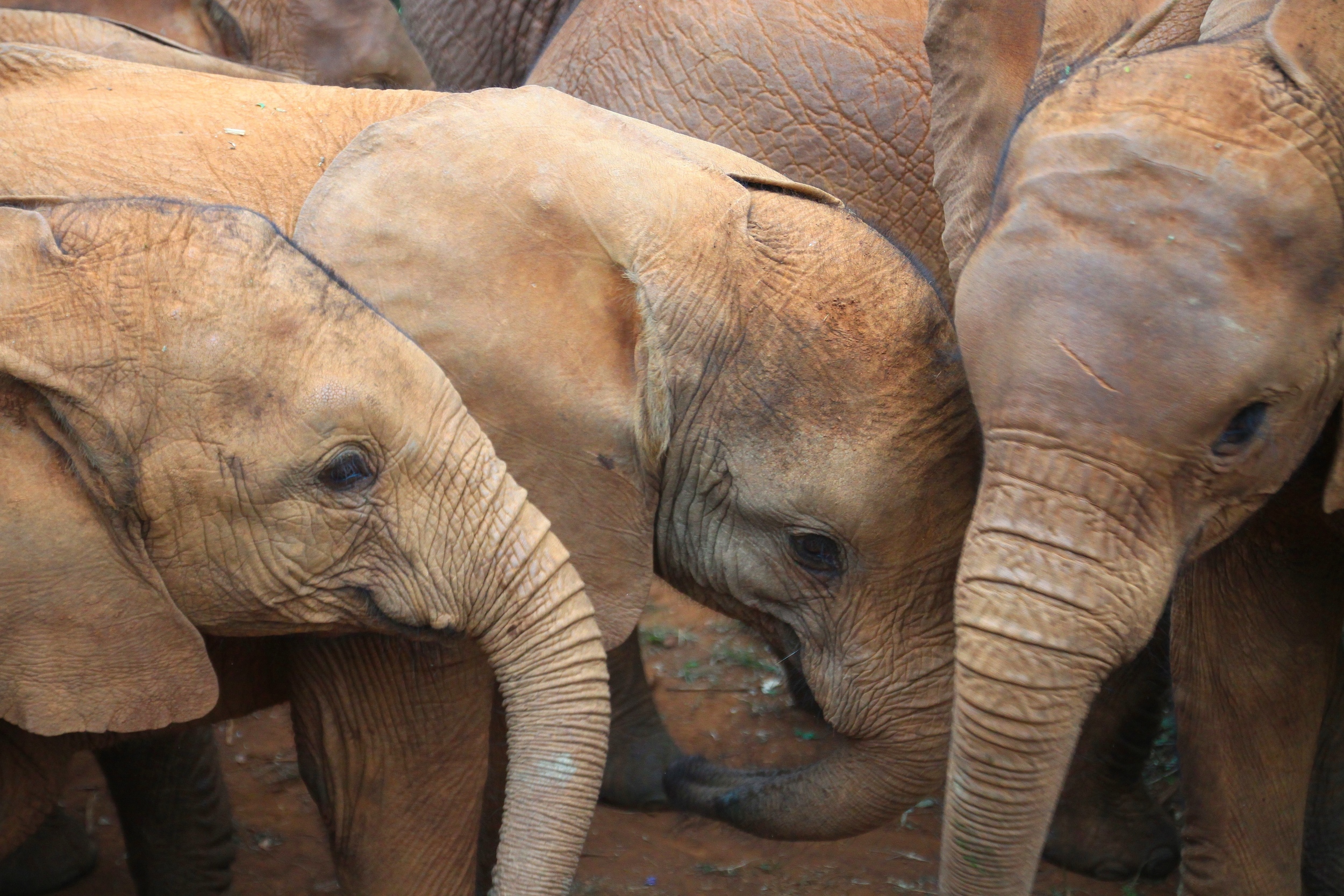 The parents of these orphaned elephants were killed by poachers. They're now being looked after at the David Sheldrick Wildlife Trust in Nairobi