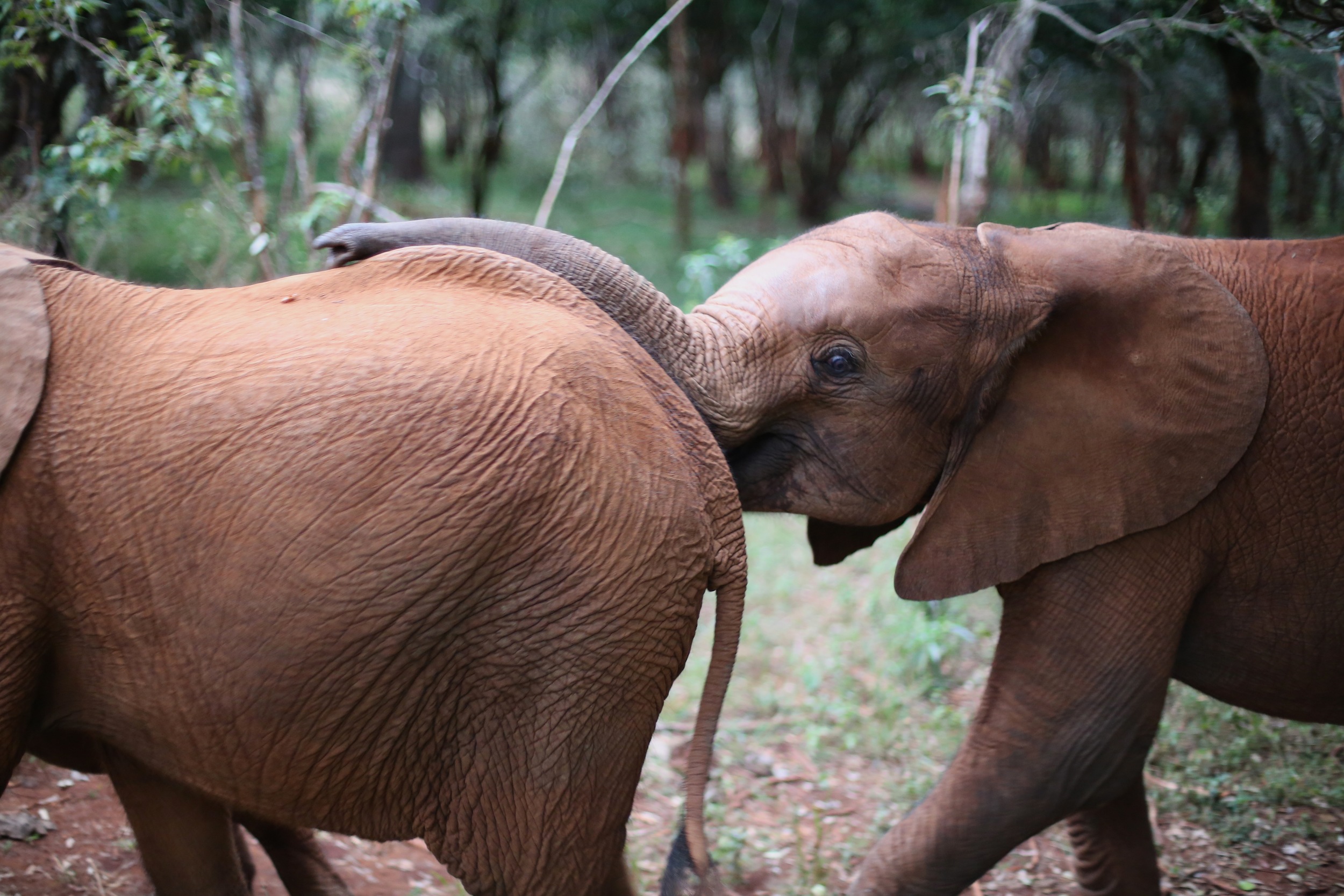 Every morning the orphaned elephants are led out to Nairobi national park, where they spend the day playing and grazing