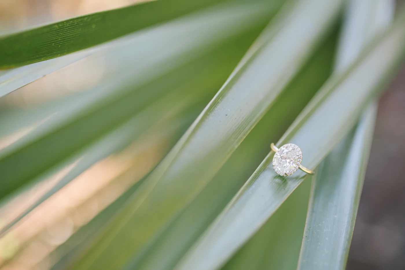 LaceyMcLaughlinPhoto-2.jpg