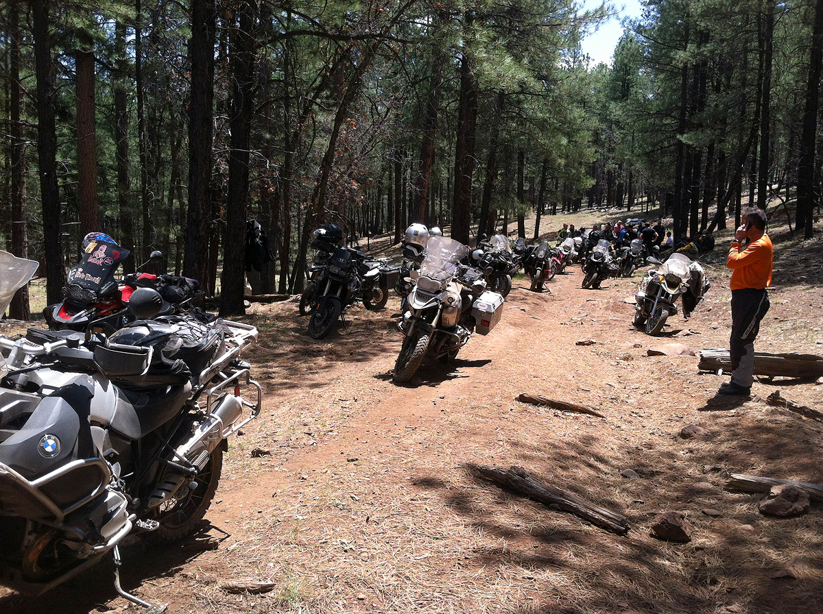 gs in the woods