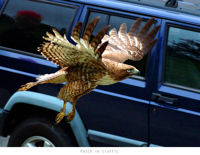 flight60main.jpg