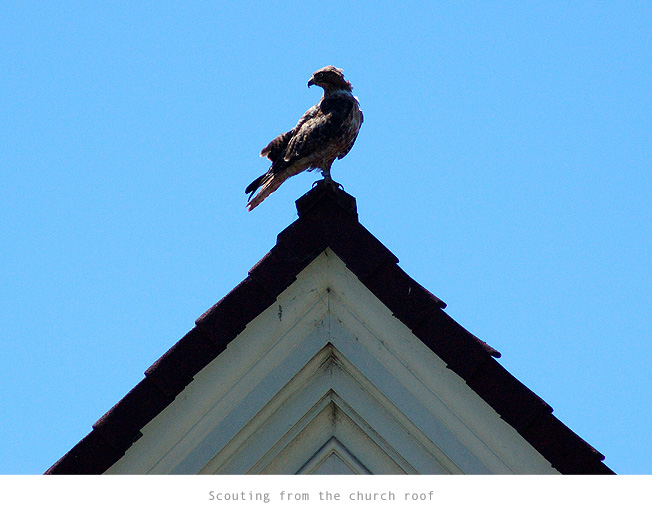 perched2main.jpg