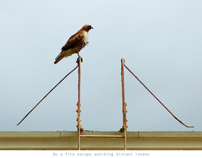 perched19main.jpg
