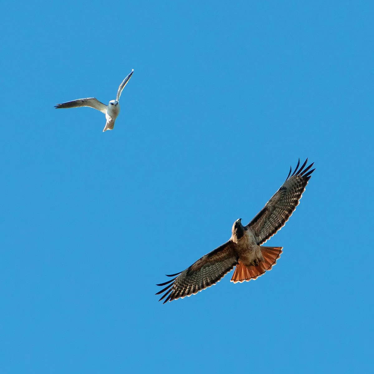 redtail kite.jpg