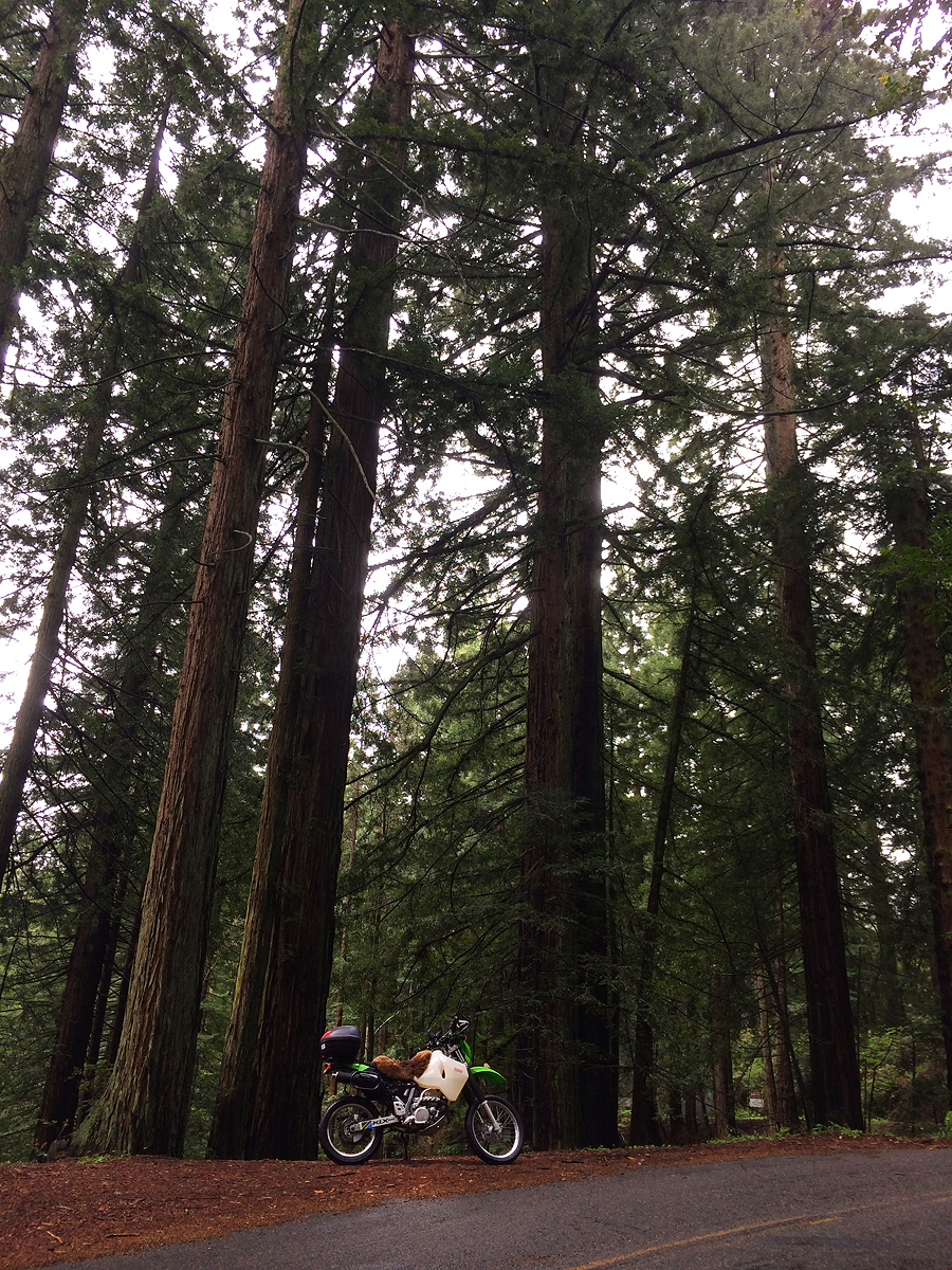 Redwood trees on Mount Tamalpais.