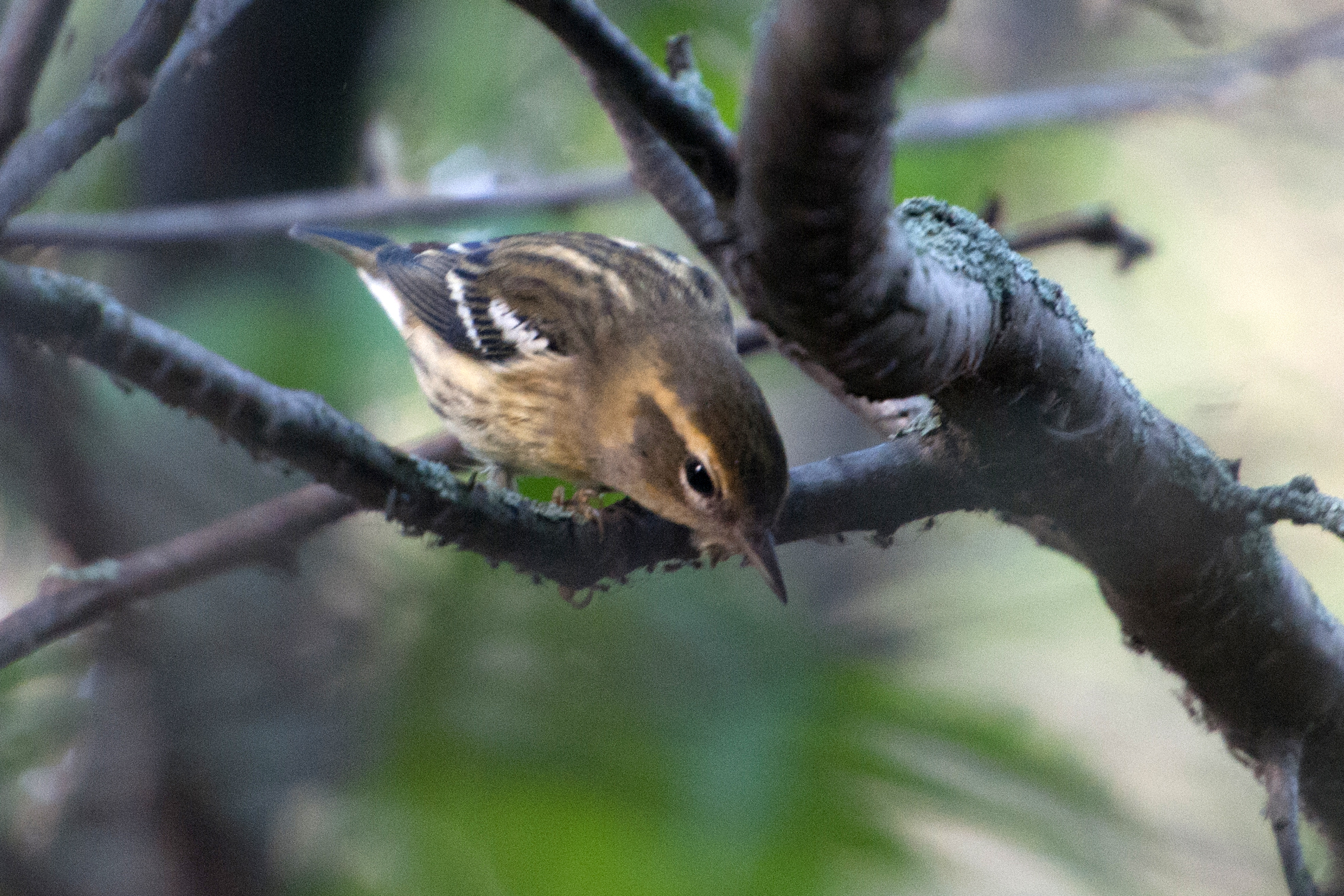 This photo shows the pale stripes on her back which are distinctive among warblers.