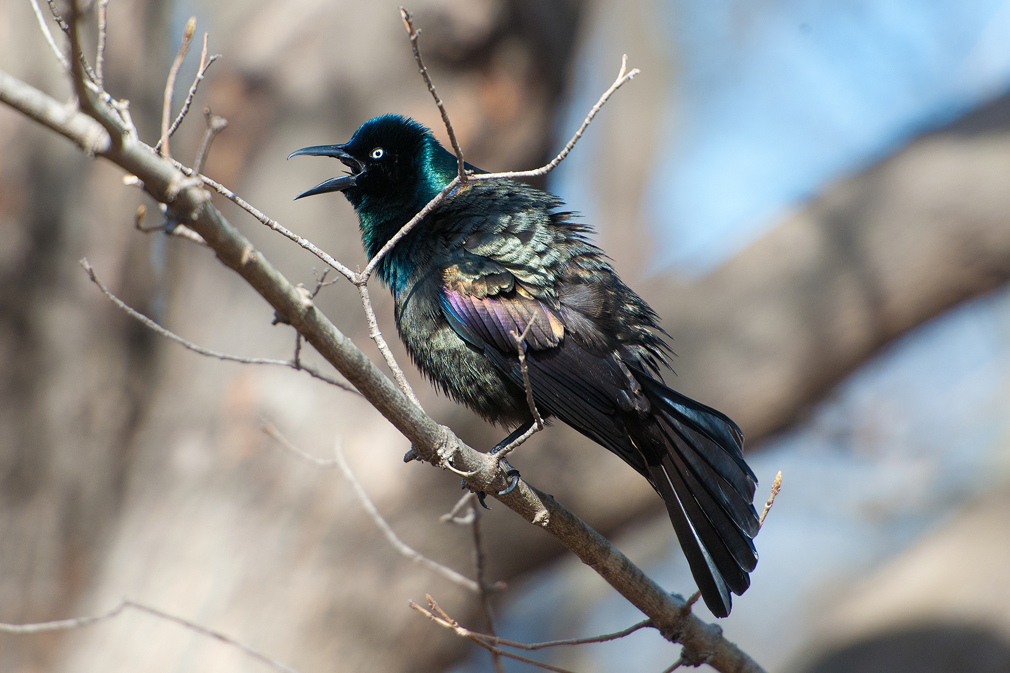 Sometimes overlooked but Grackles are seriously stunning when the light is right.