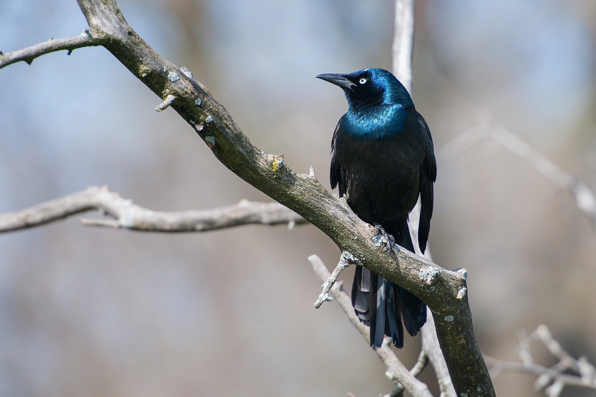 A Grackle looking sleek and serene...