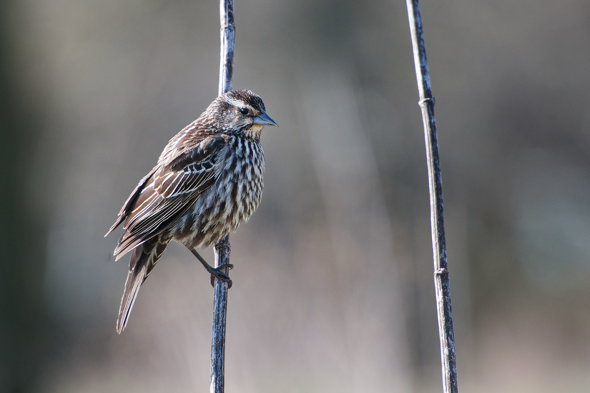 A female Red-winged Blackbird in a moment of stillness. 