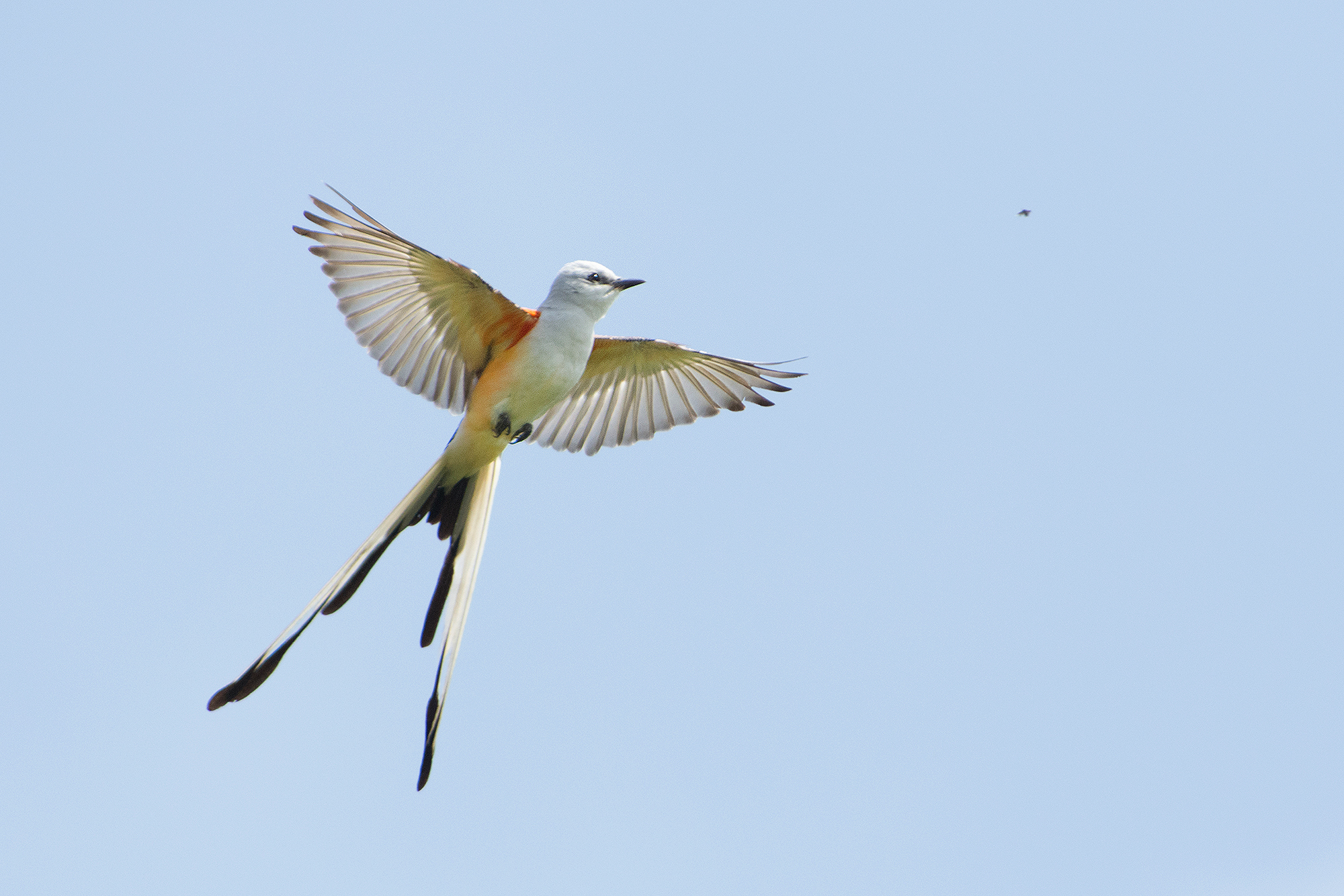 This male has a tiny morsel in sight...