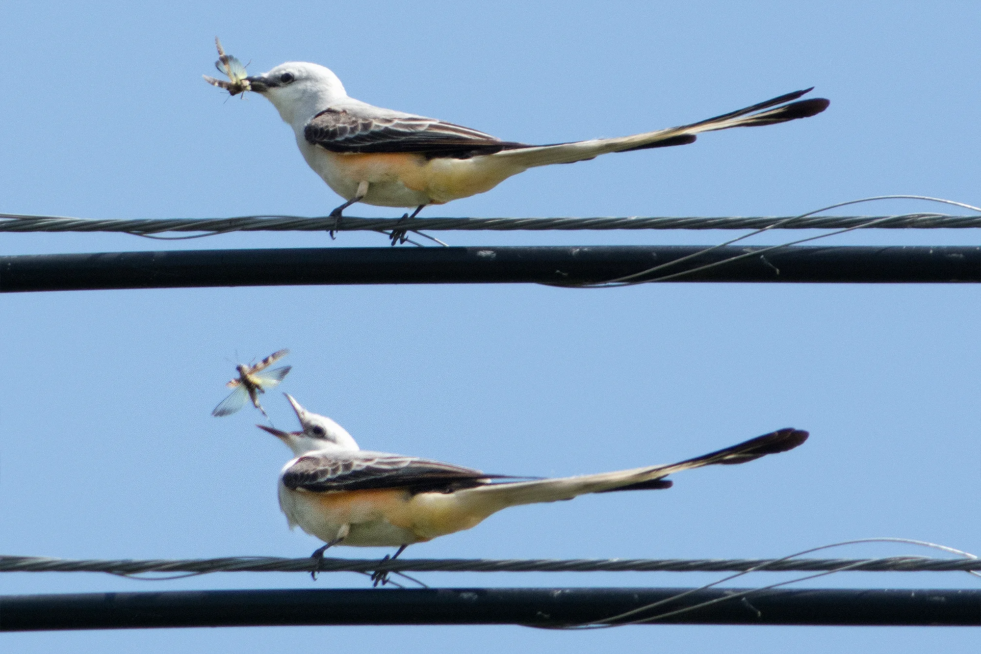 ... but returns to the perch to deal with a larger meal.
