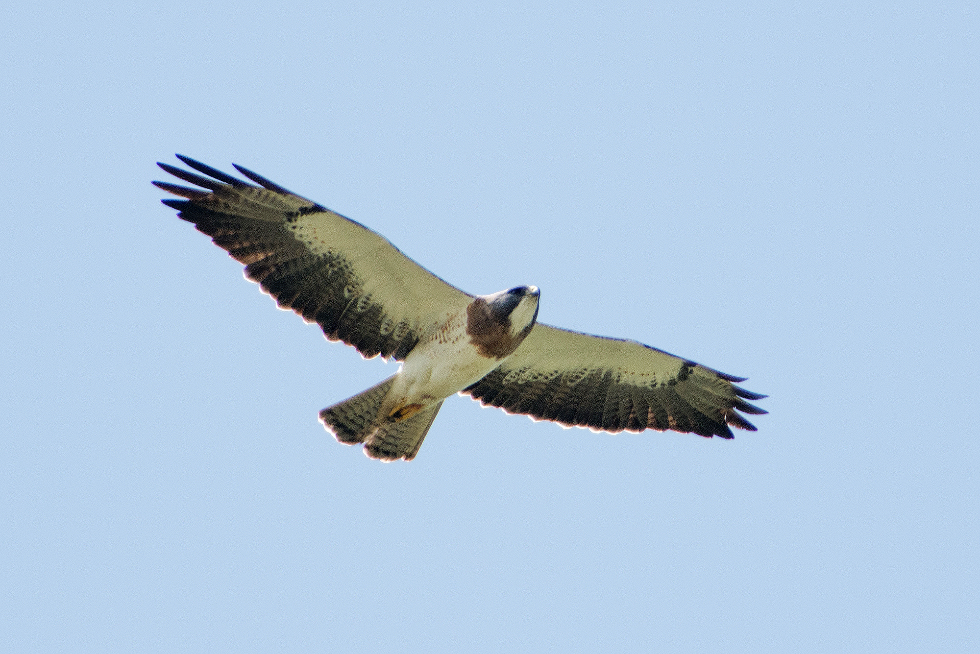 Adult Swainson's Hawk on the move on a hot day.