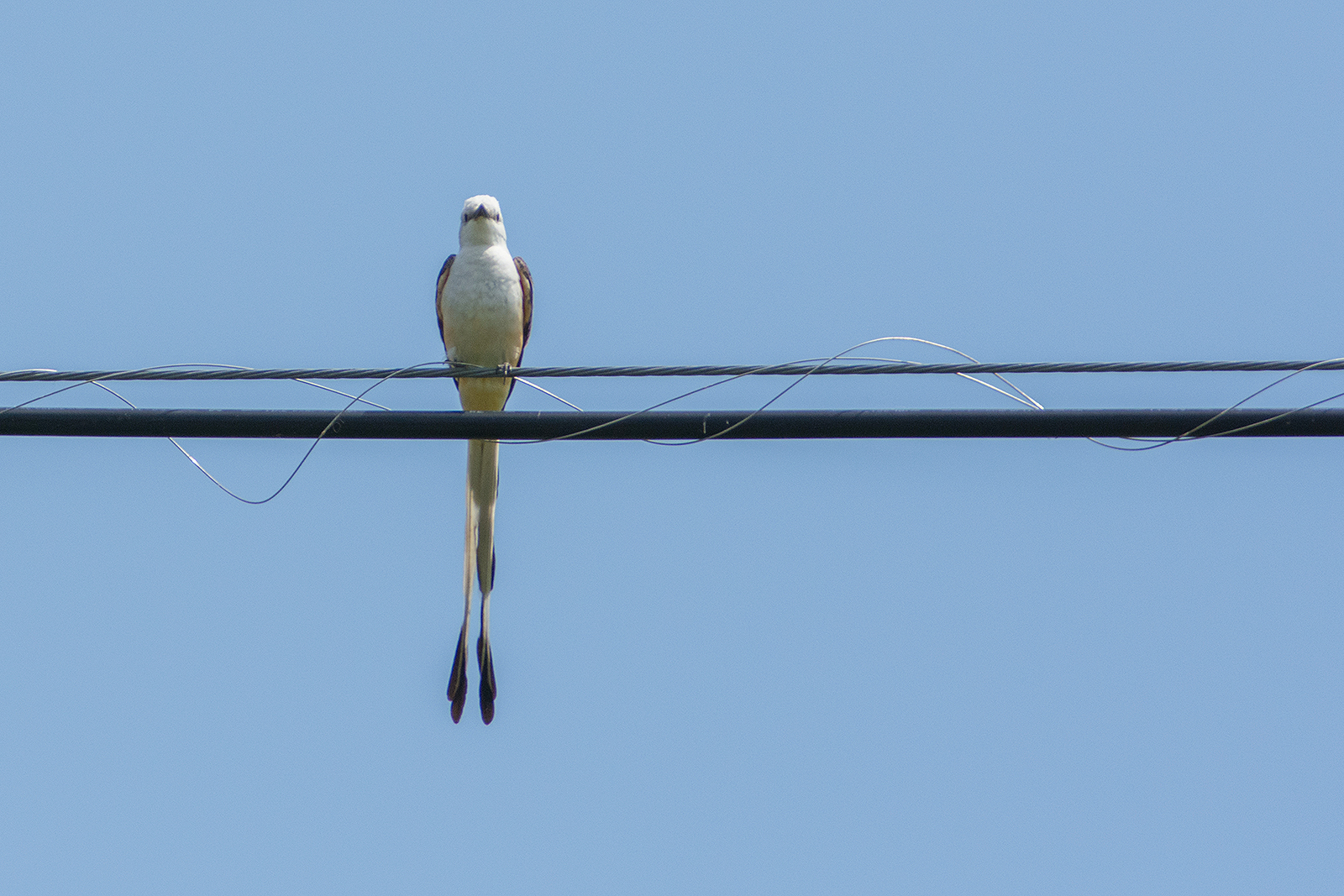 Leave it to a bird this elegant to find a pretty power line.