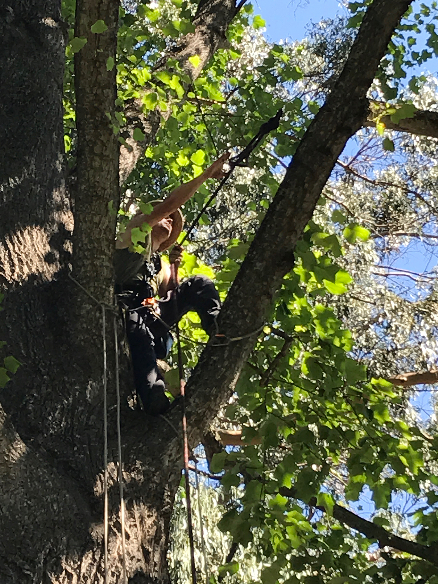 David tossing a line into place