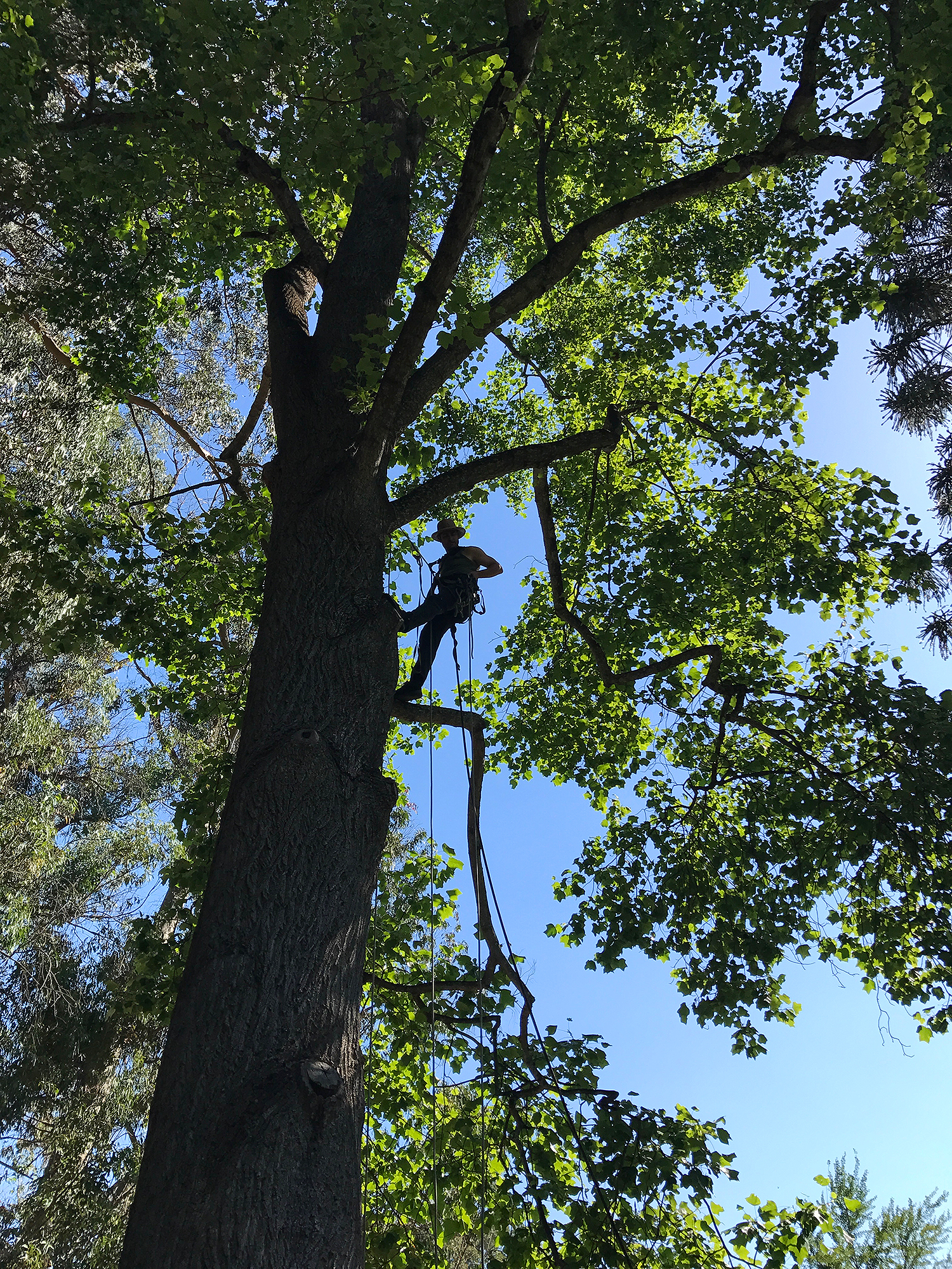 little did we know this tree was home to biting ants