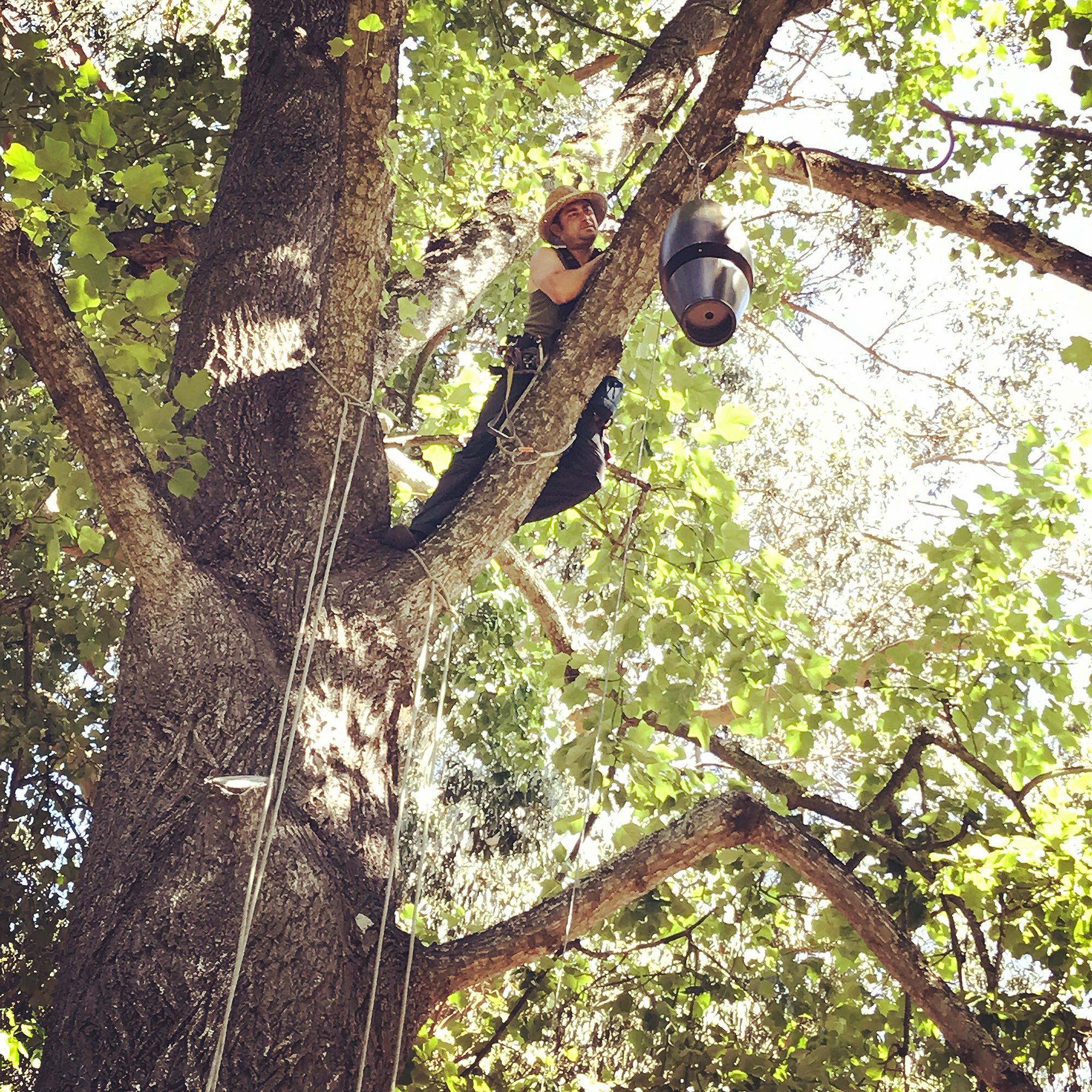 David out on a limb