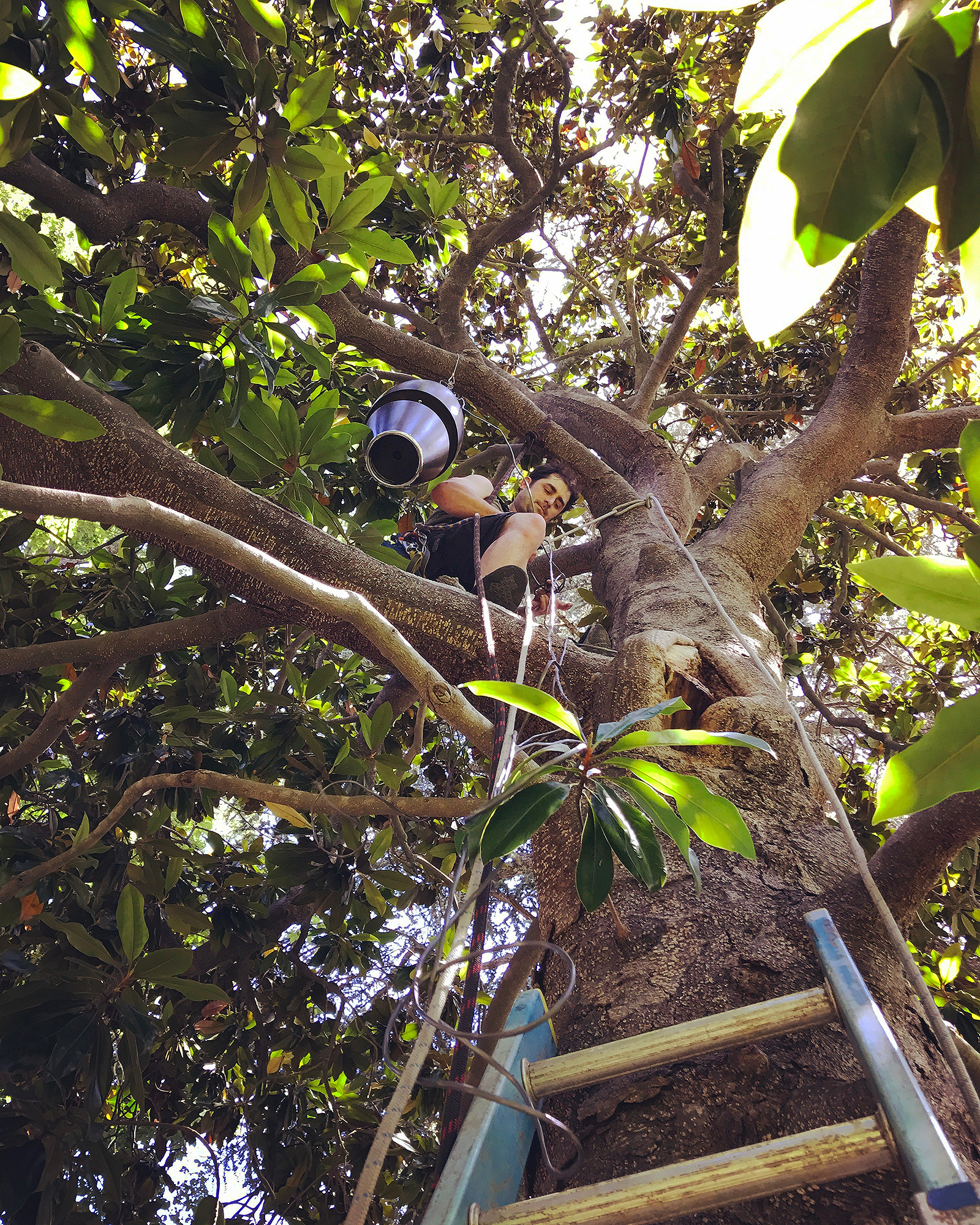 in the magnolia tree