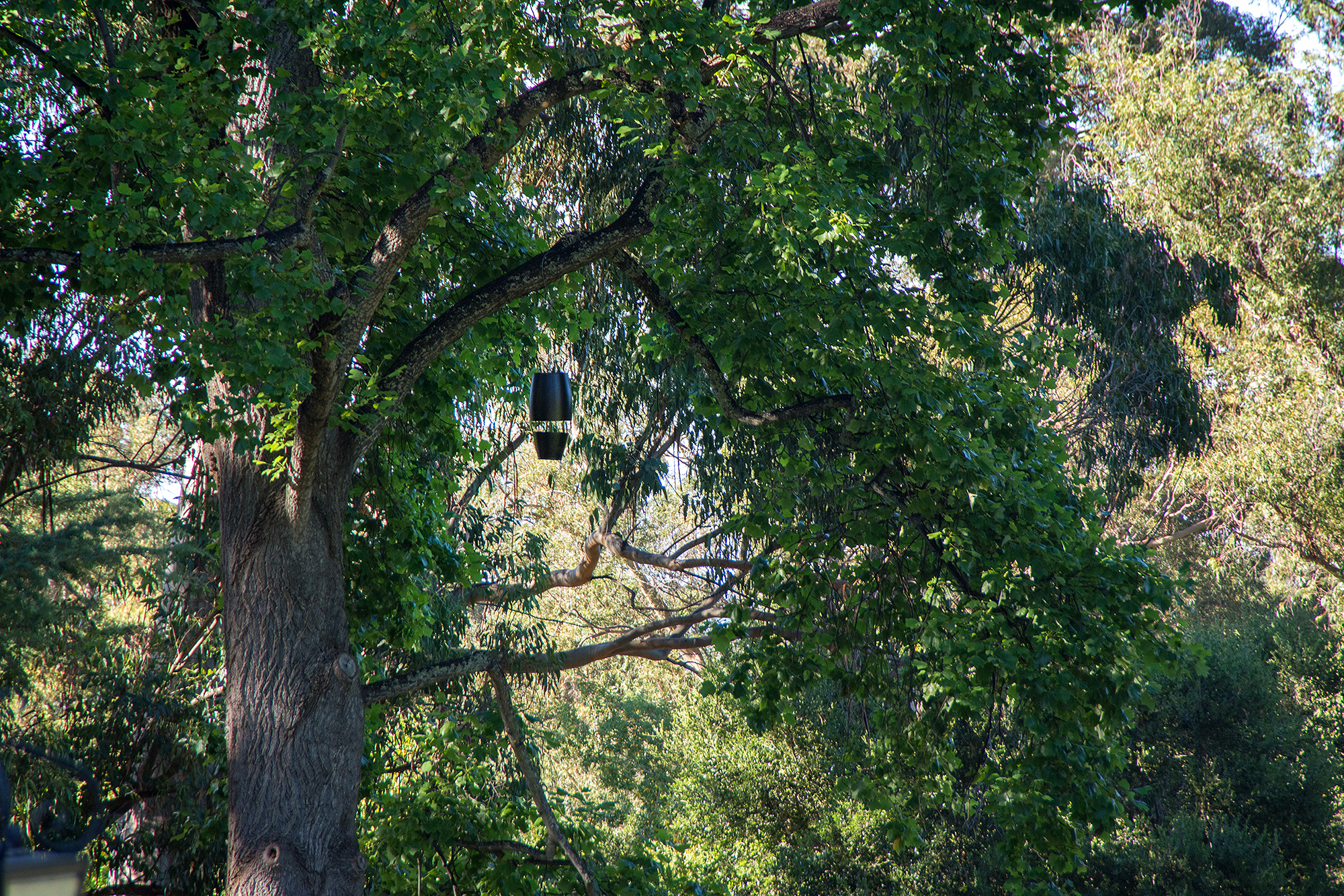 the sound vessels had faired well in the trees for the prior month