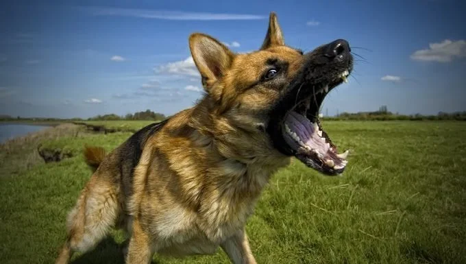 dog-aggression.jpeg
