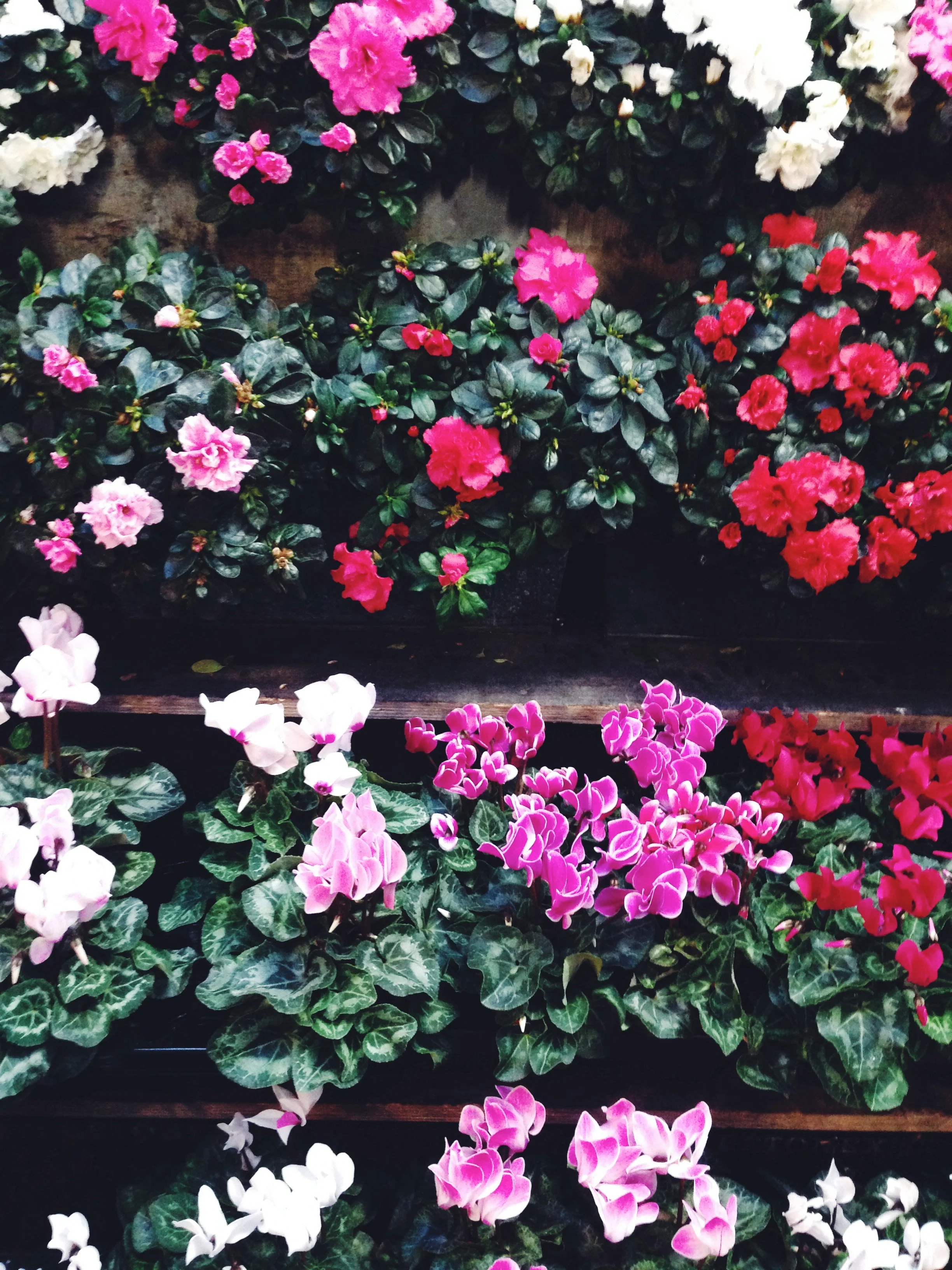 FlowerMarket.jpg