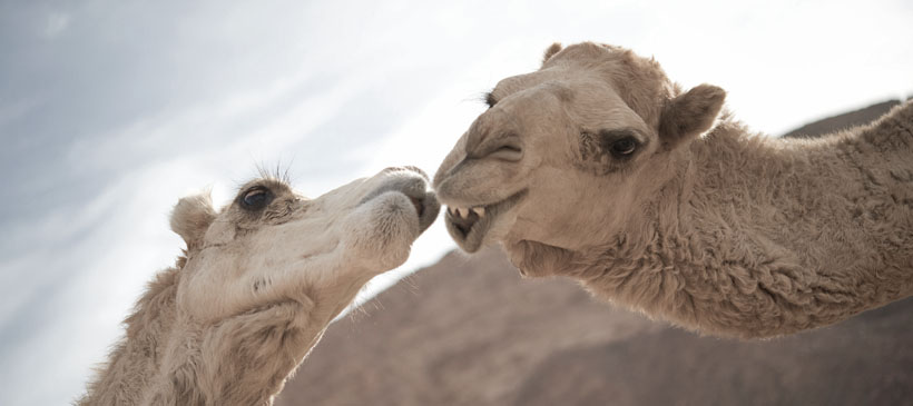 dyd-dahab-camels-kissing.jpg