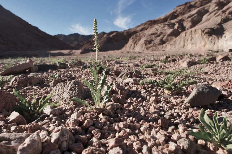 dyd-desert-greenery.jpg