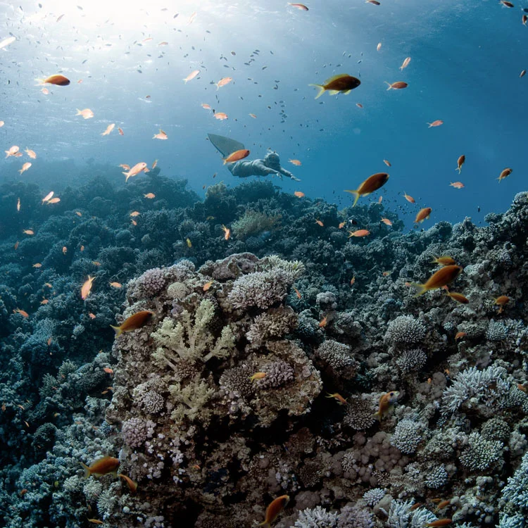 dyd-imagine-snorkelling.jpg