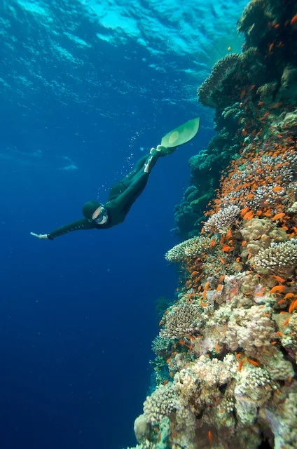 Stunning reefs -- Photo: Dan Burton
