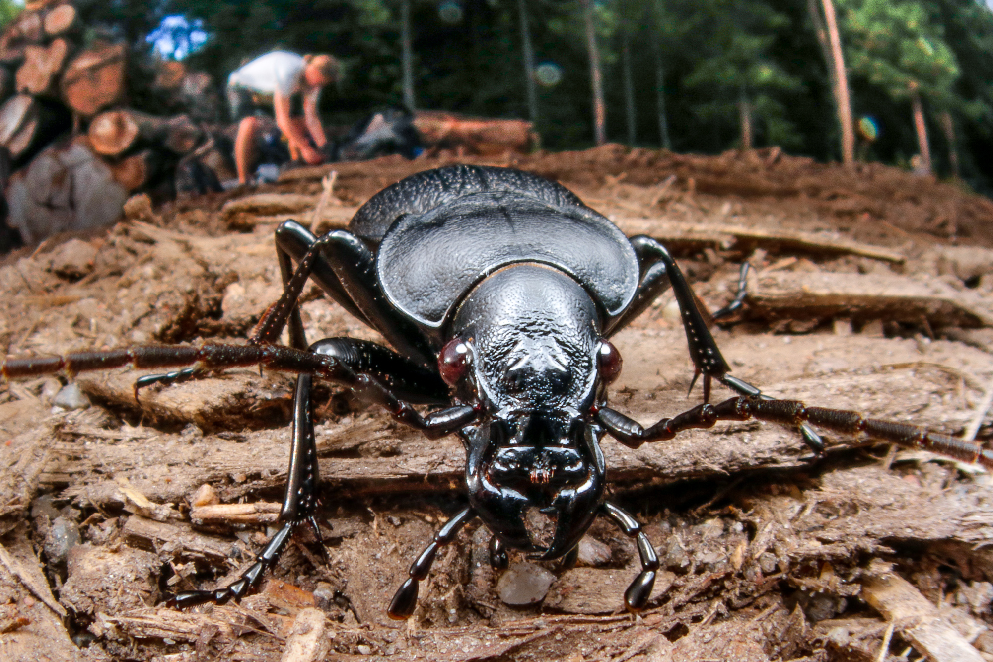 Carabus coriaceus, läderlöpare