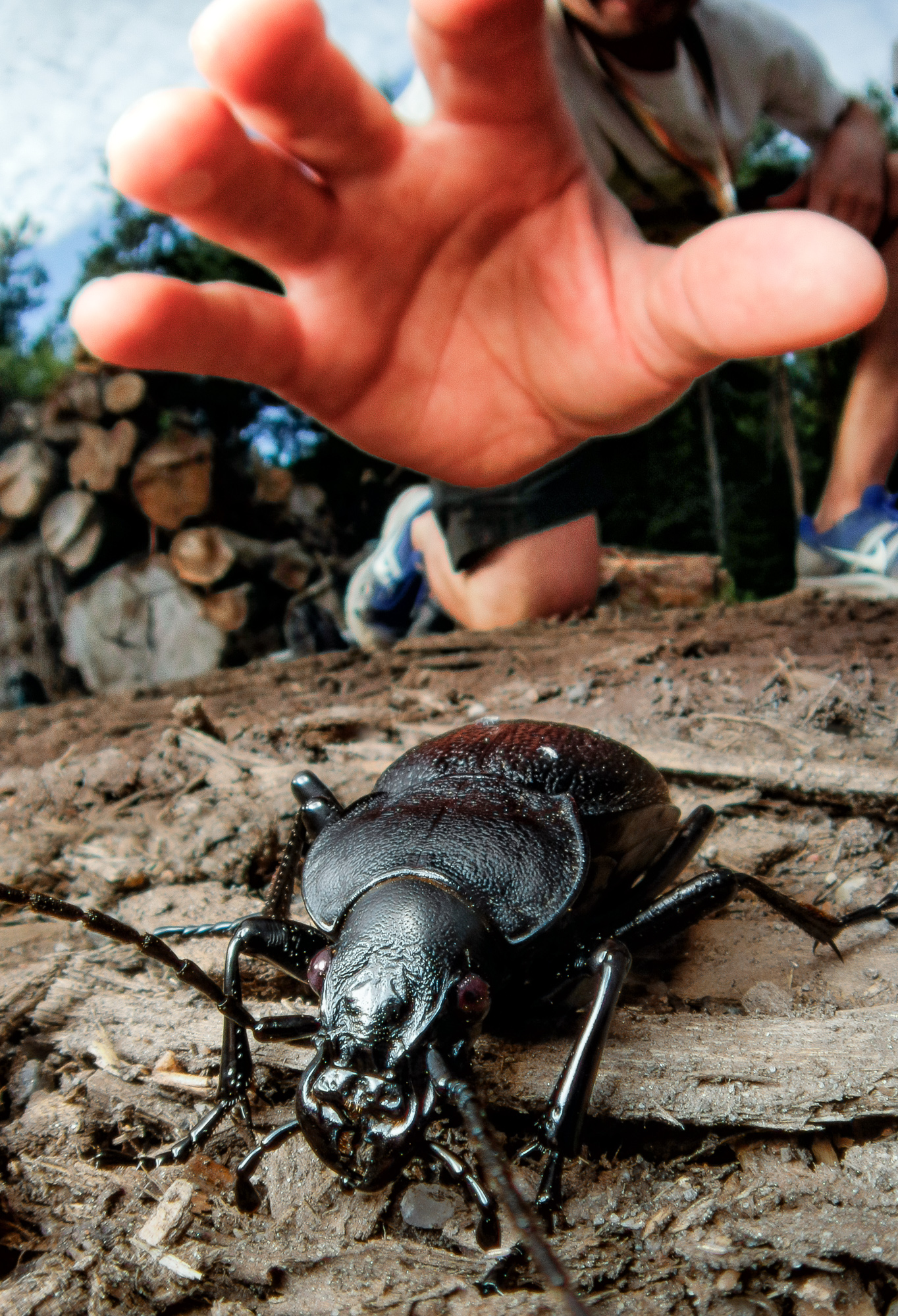 Carabus coriaceus, läderlöpare