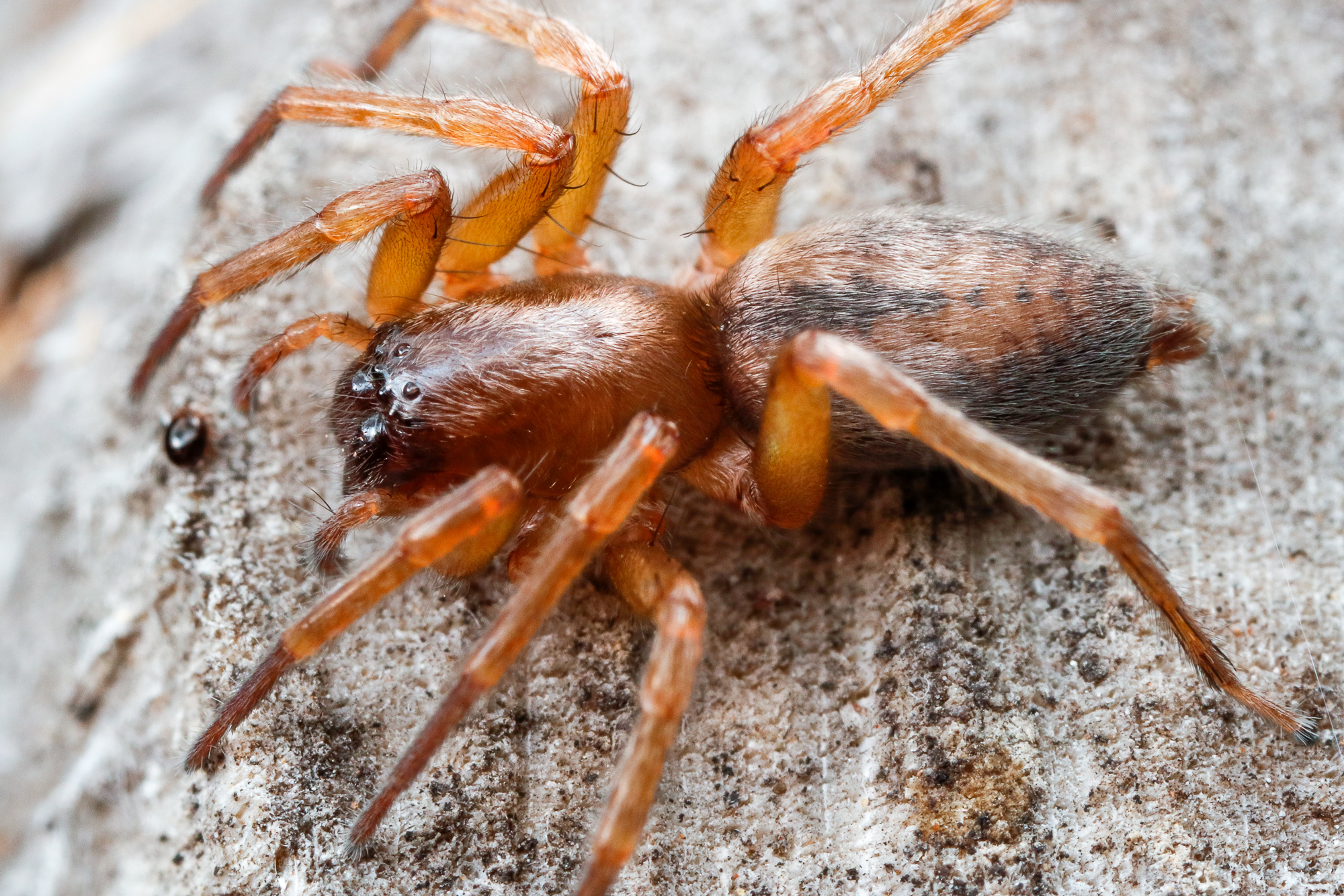 Clubiona cf. corticalis, säckspindel