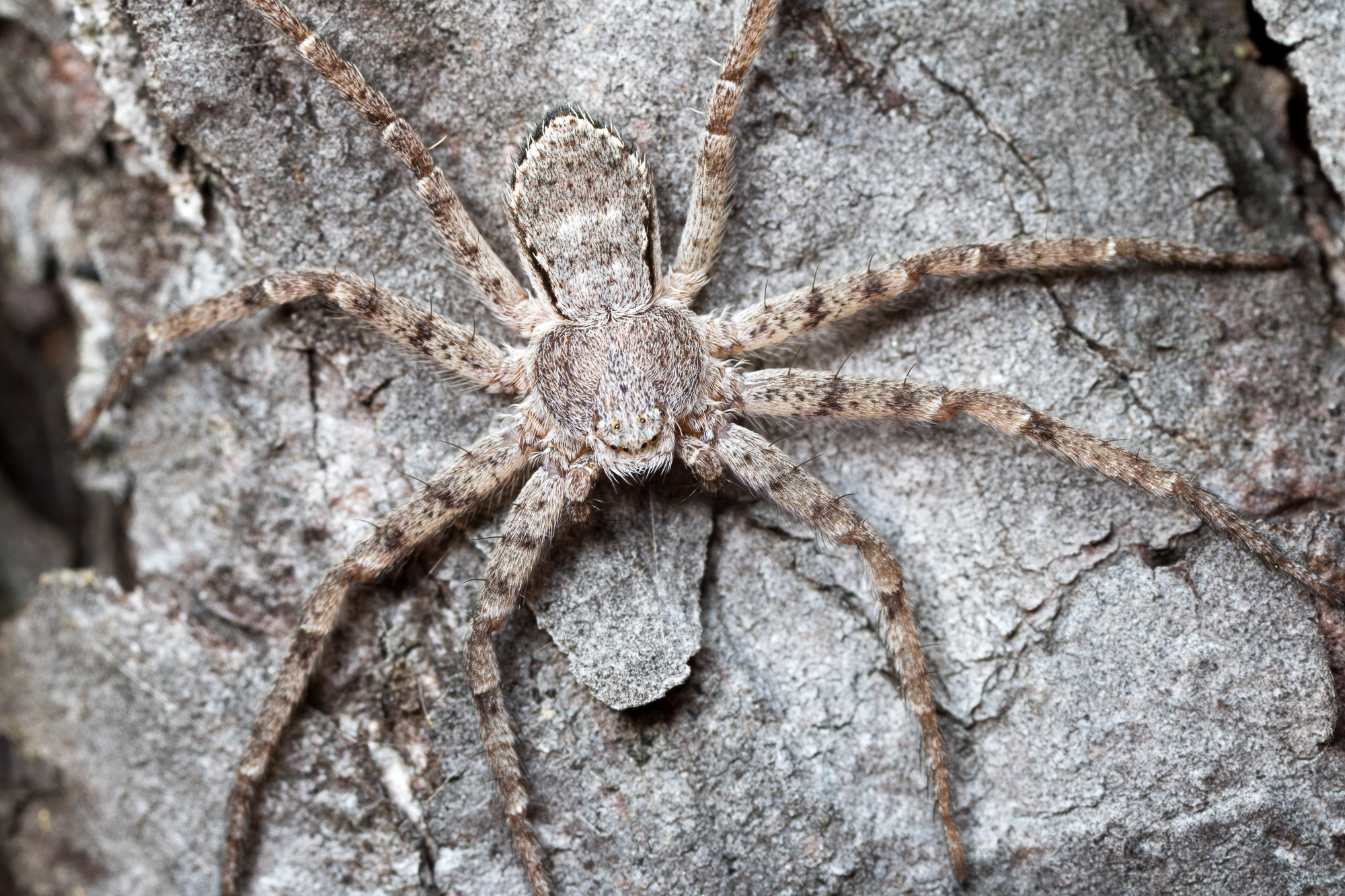 Philodromus sp., snabblöparspindel