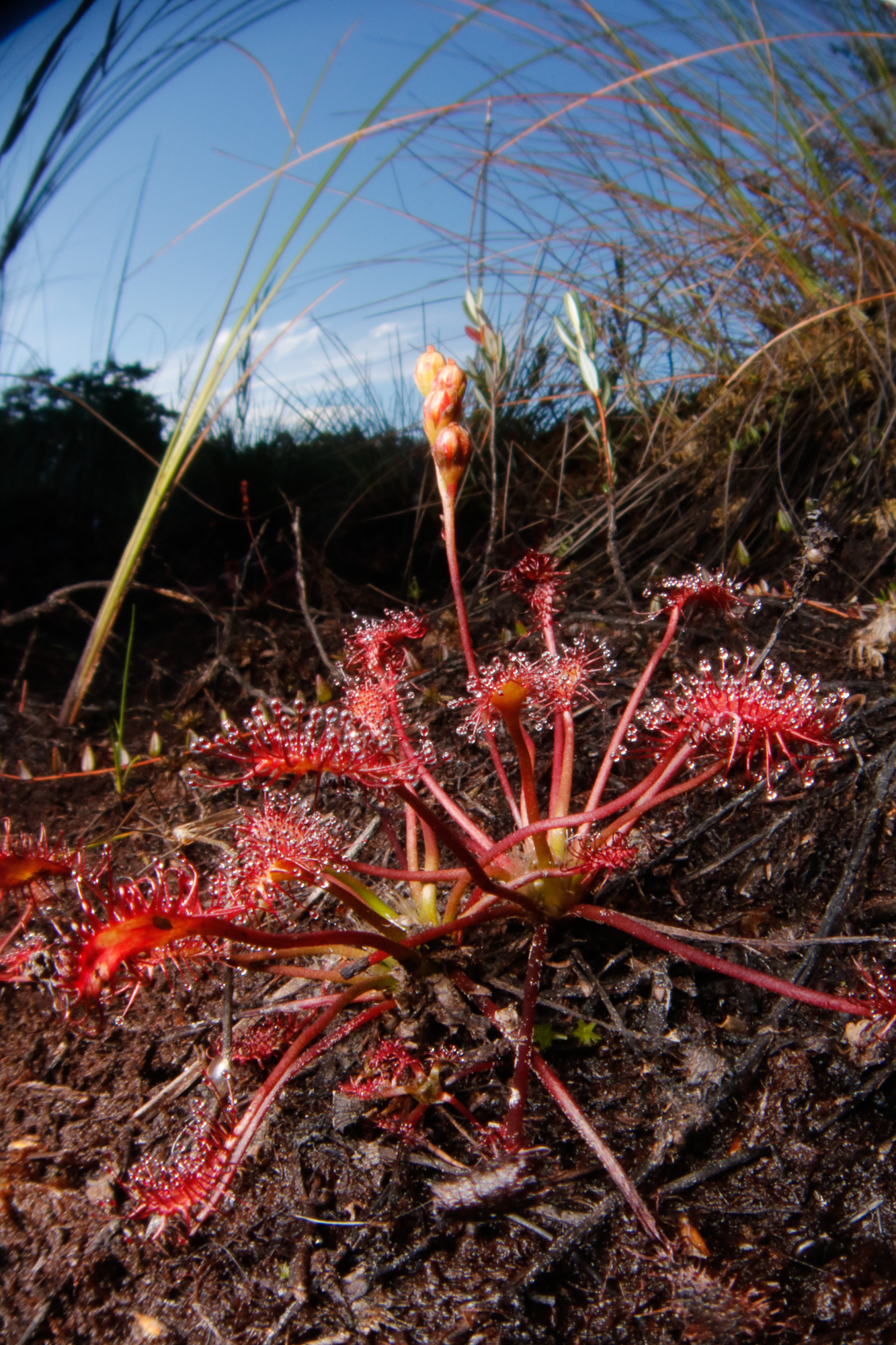 Drosera intermedia, småsileshår