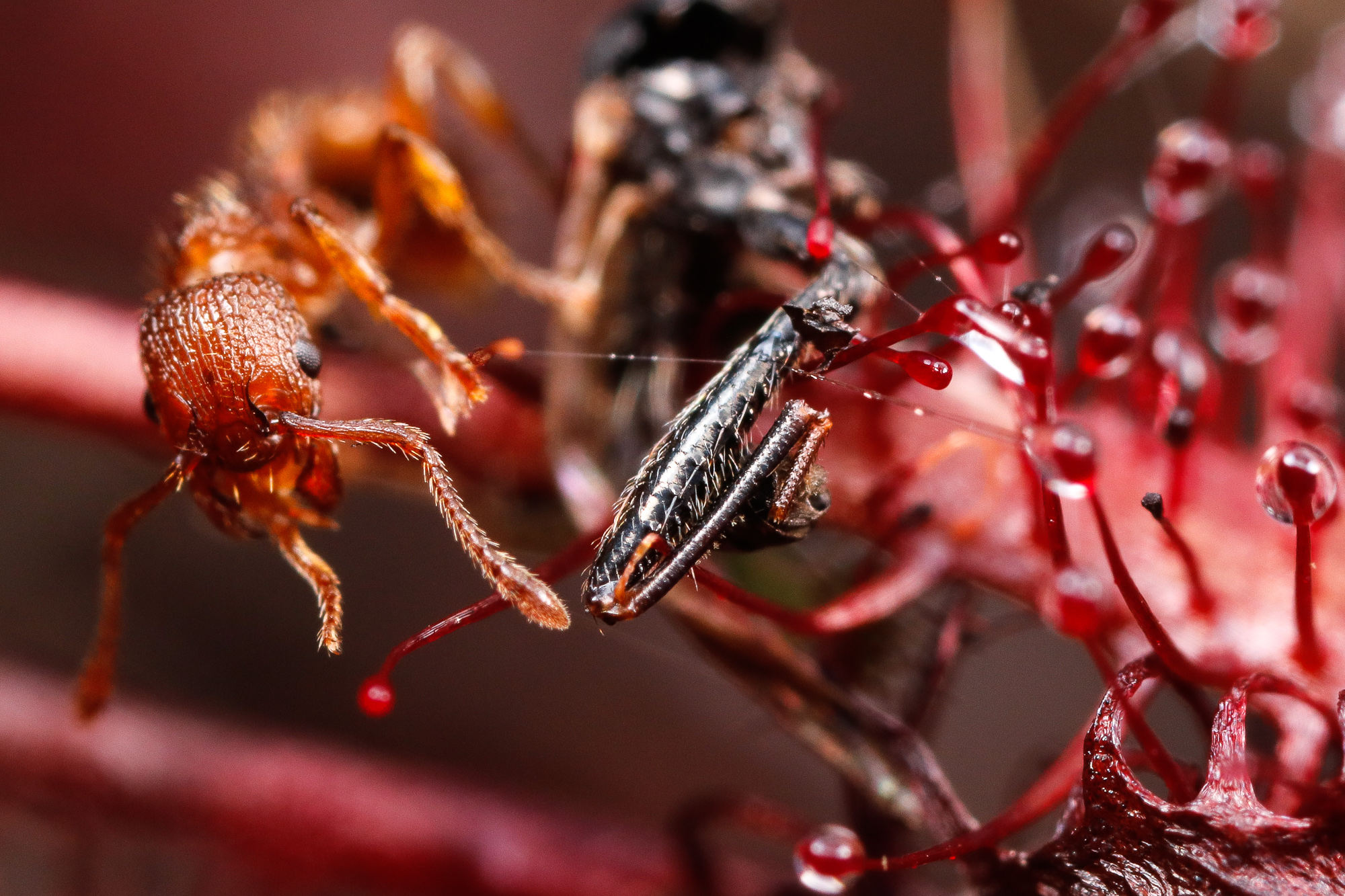 Myrmica sp. + Drosera intermedia, rödmyra på småsileshår