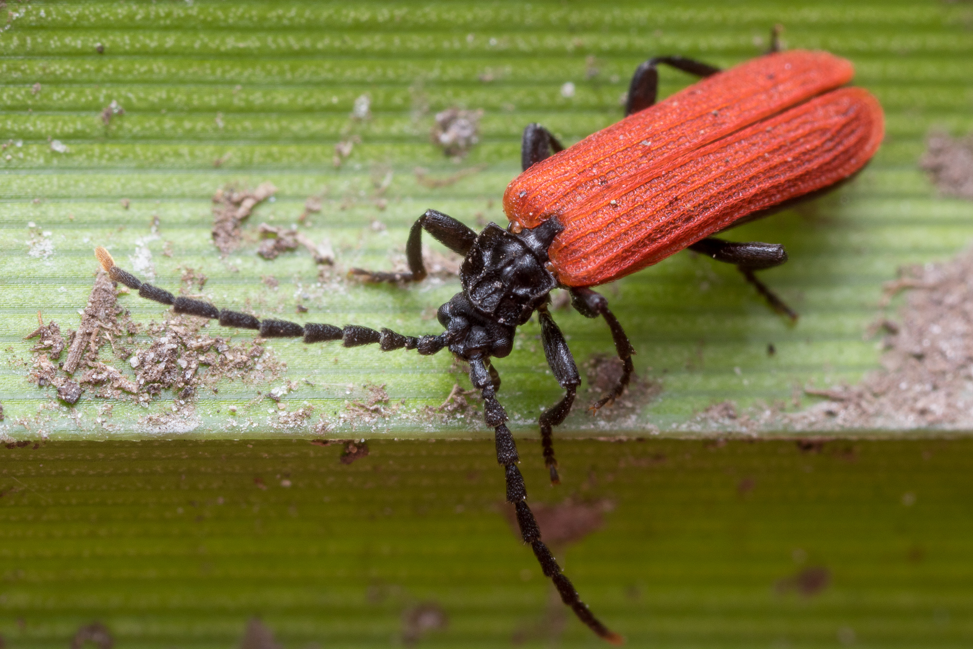 Platycis minutus, rödvingebagge