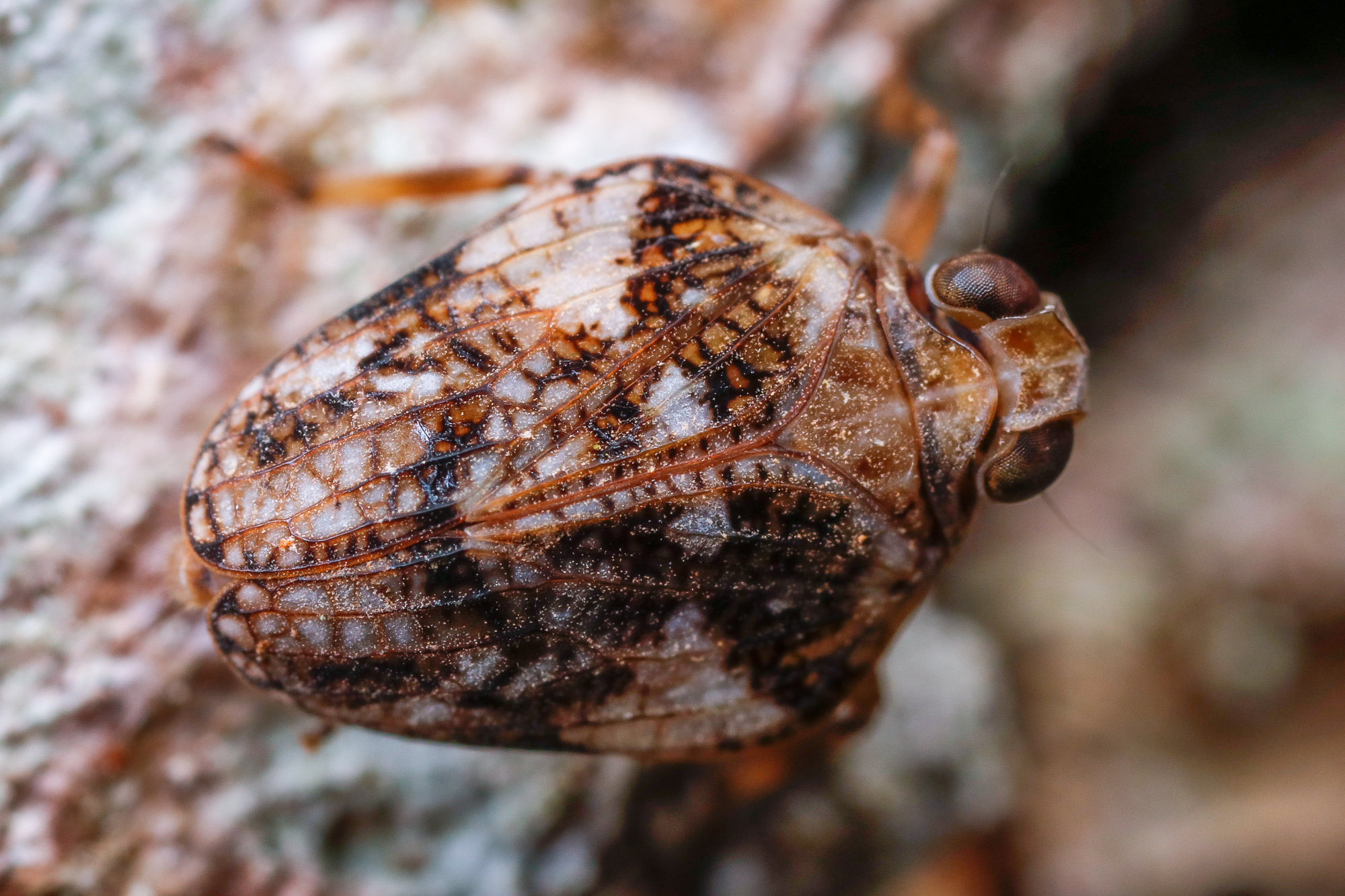 Issus muscaeformis, skalbaggsstrit