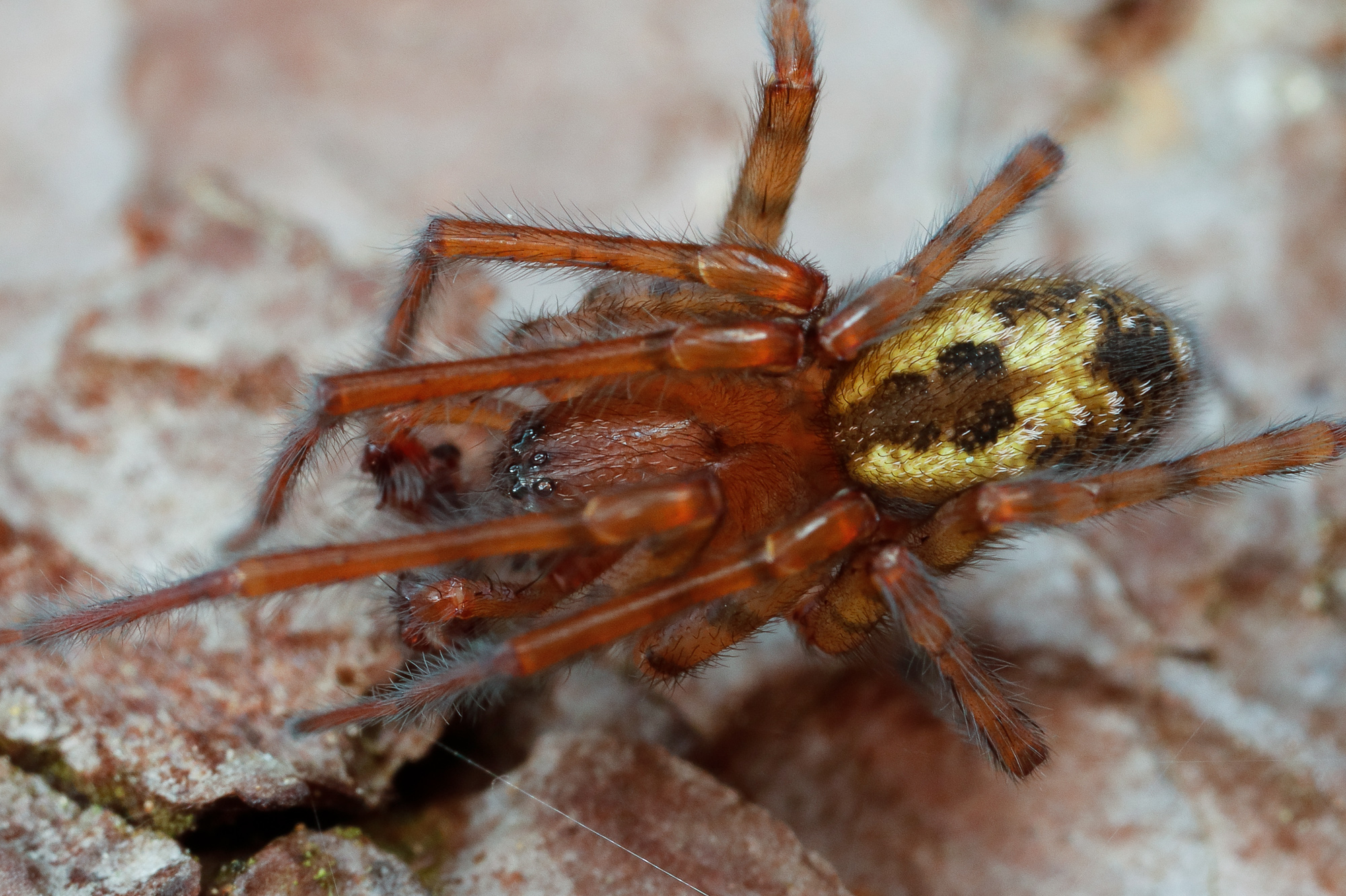 Amaurobius fenestralis, fönsterspindel