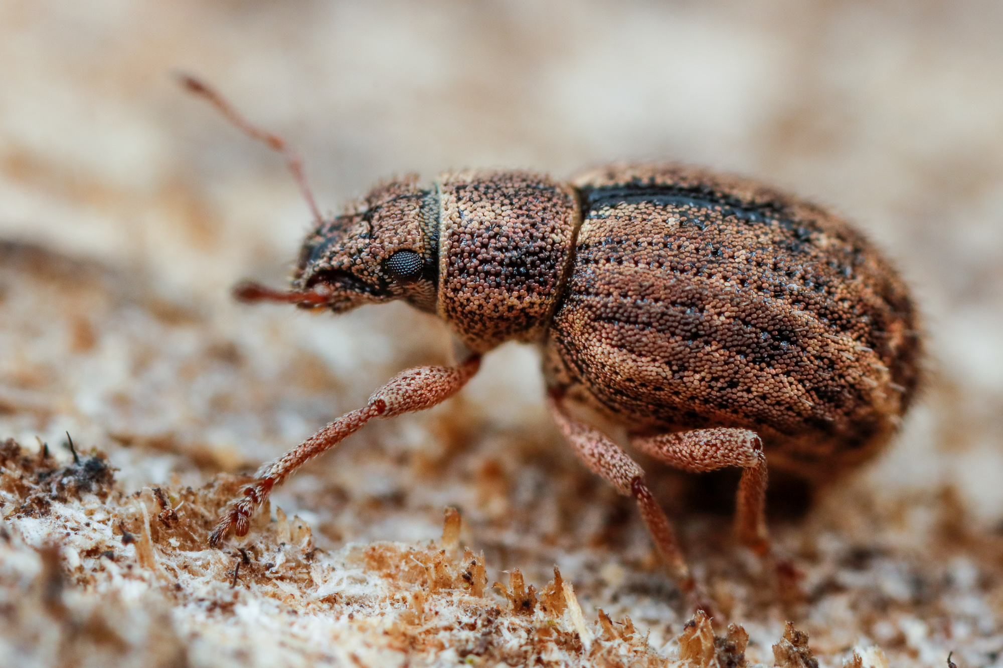 Strophosoma cf. melanogrammum, vivel