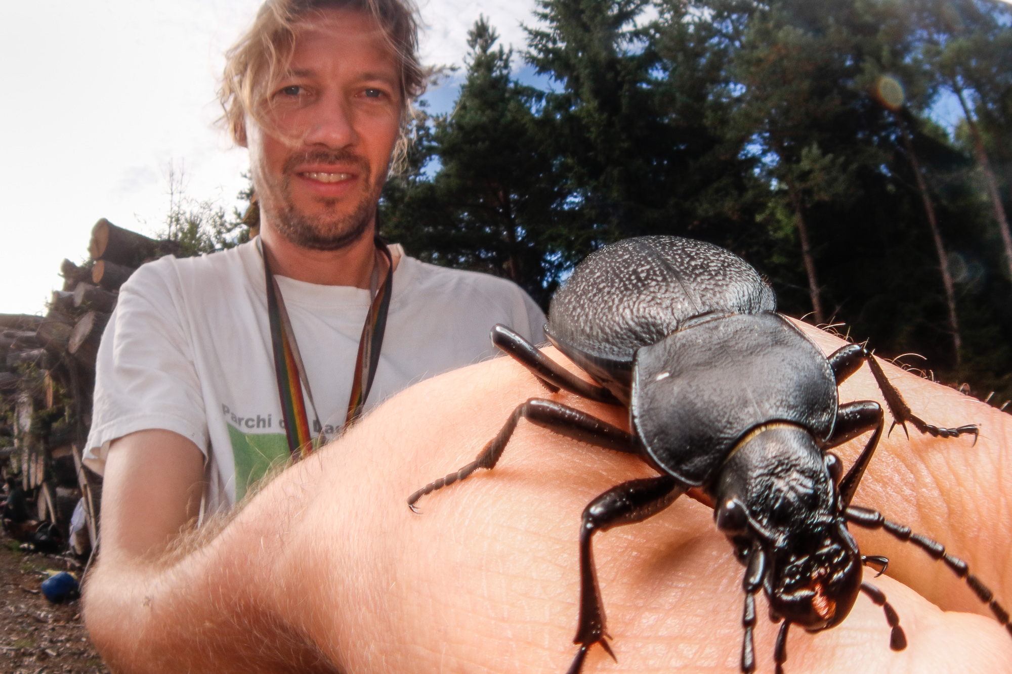 Carabus coriaceus, läderlöpare