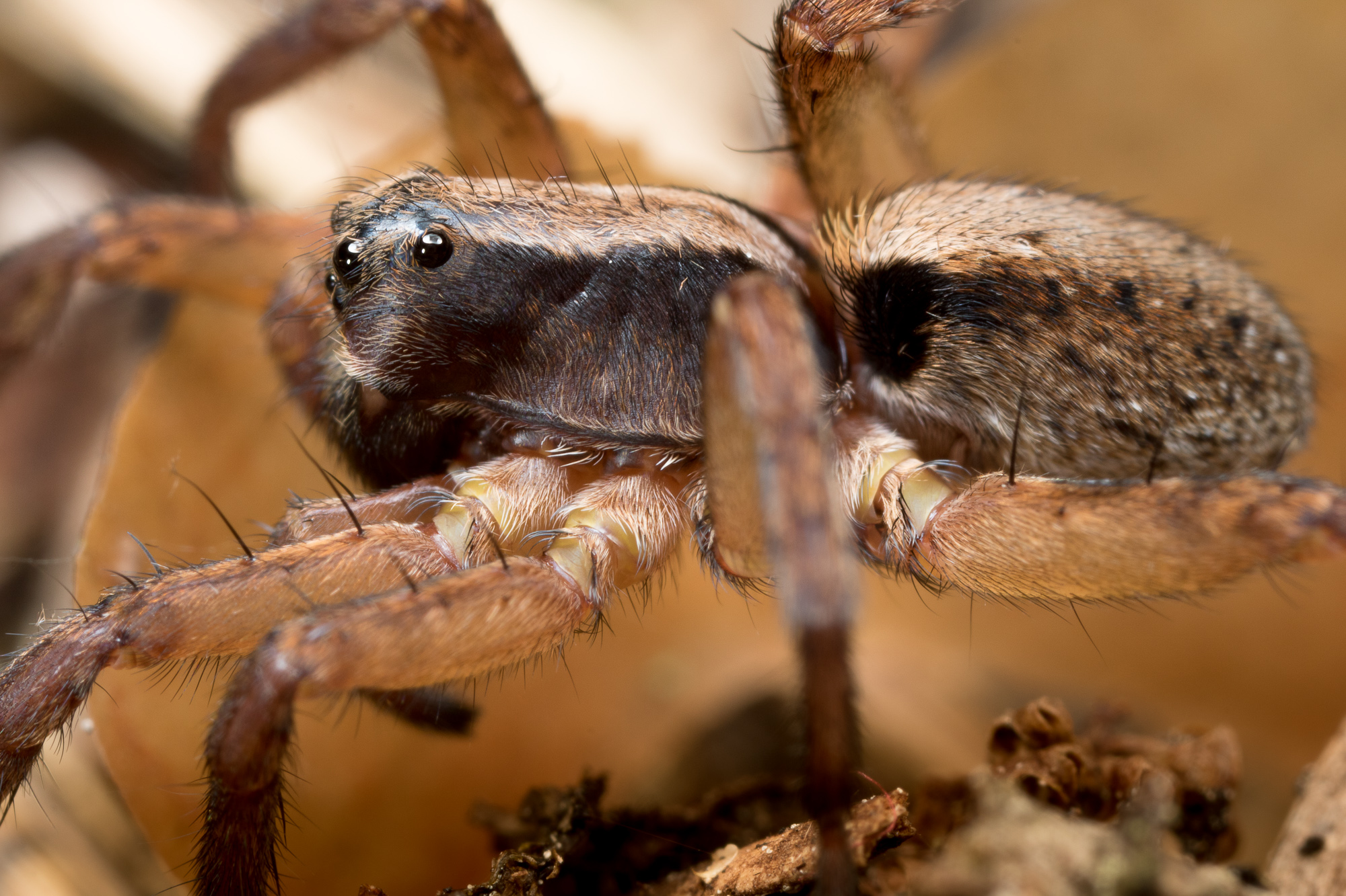 Alopecosa aculeata, skogsvargspindel