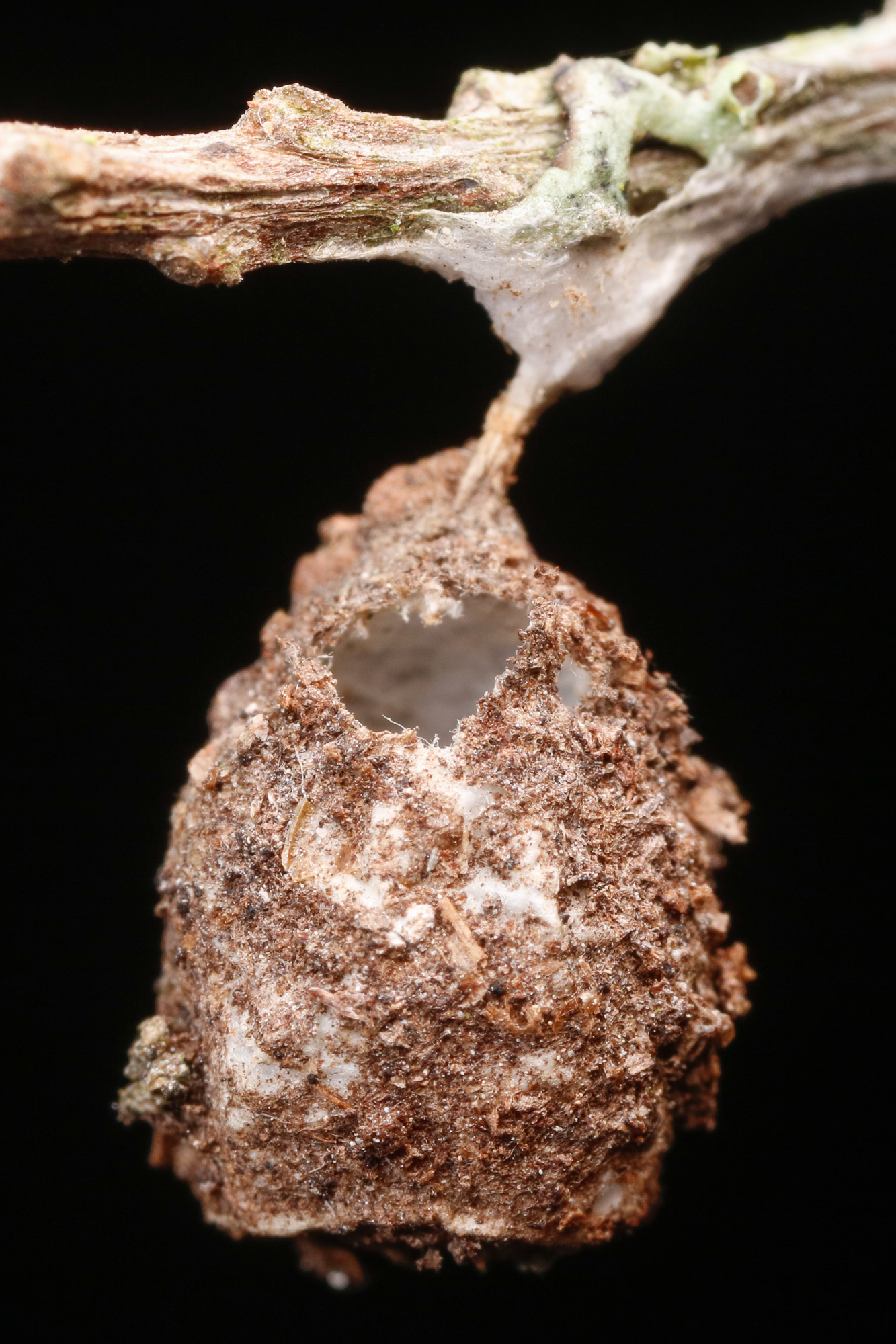 Agrocera brunnea?, äggkokong från spindel (troligen skogslyktspindel)