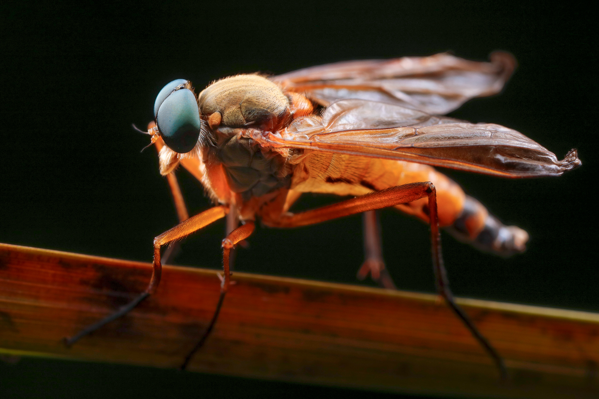 Rhagio tringarius ♂, snäppfluga