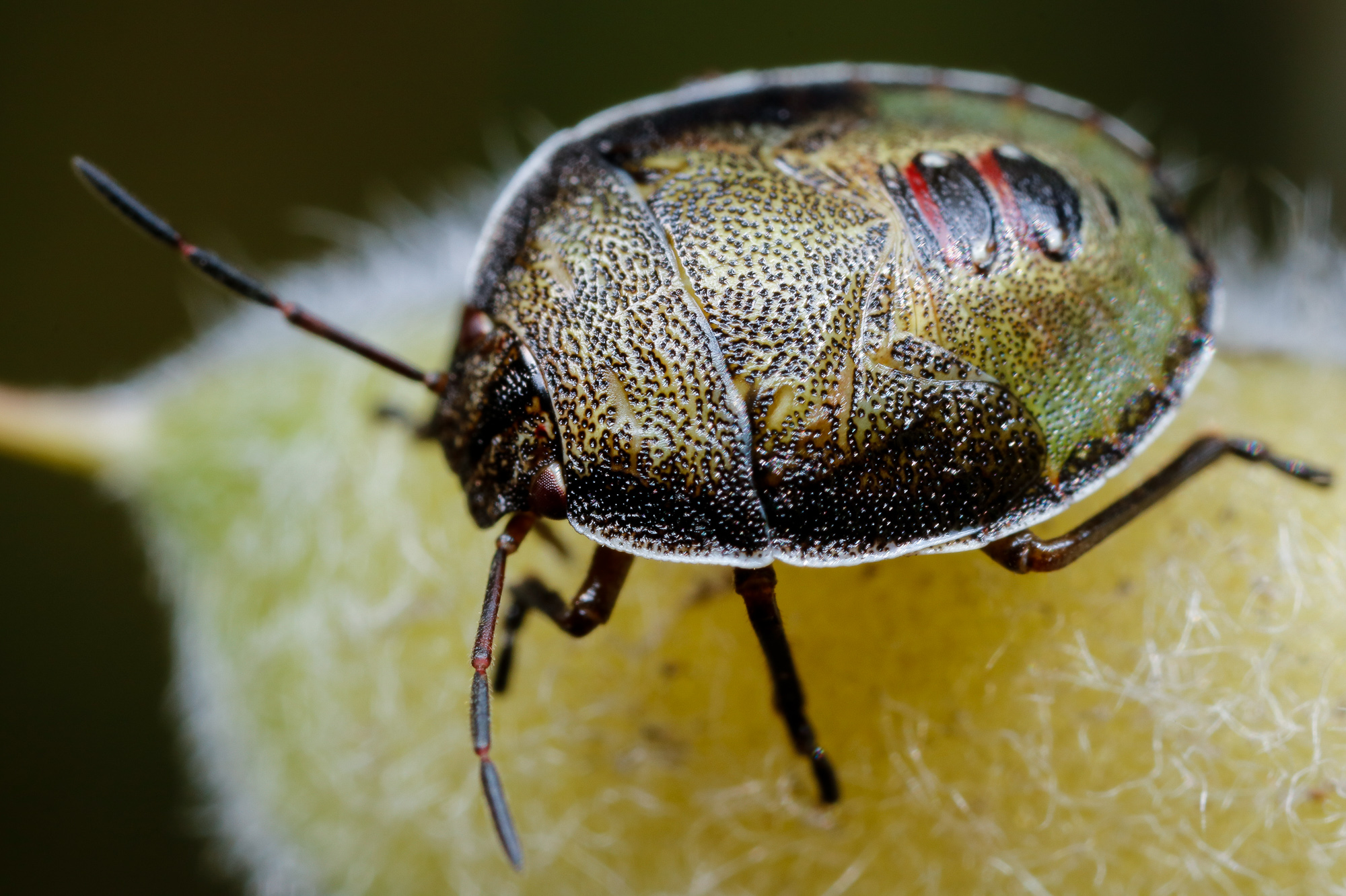 Piezodorus lituratus, harrisbärfis (larv)