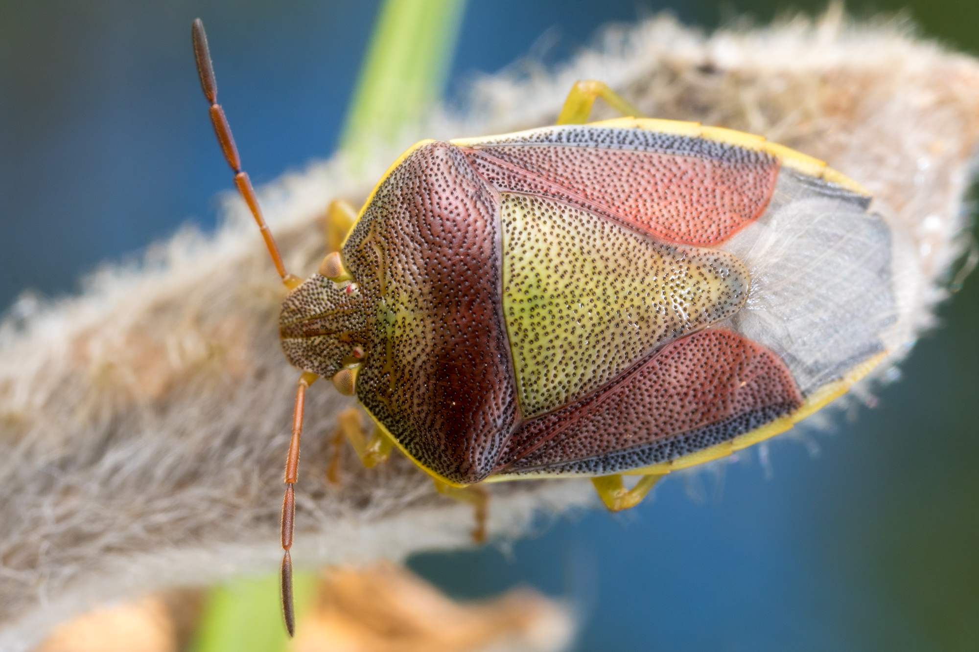 Piezodorus lituratus, harrisbärfis