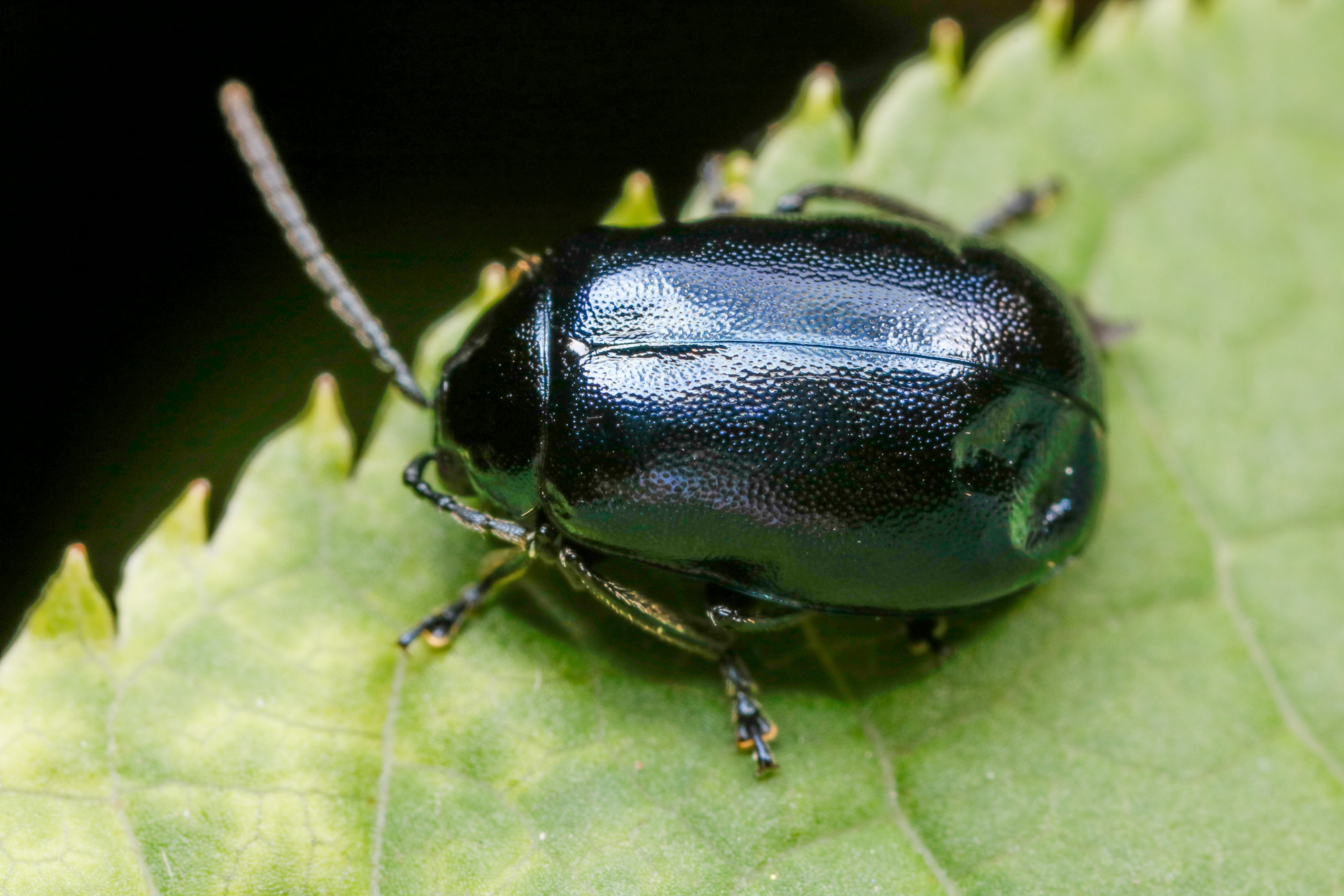 Agelastica alni, allövbagge