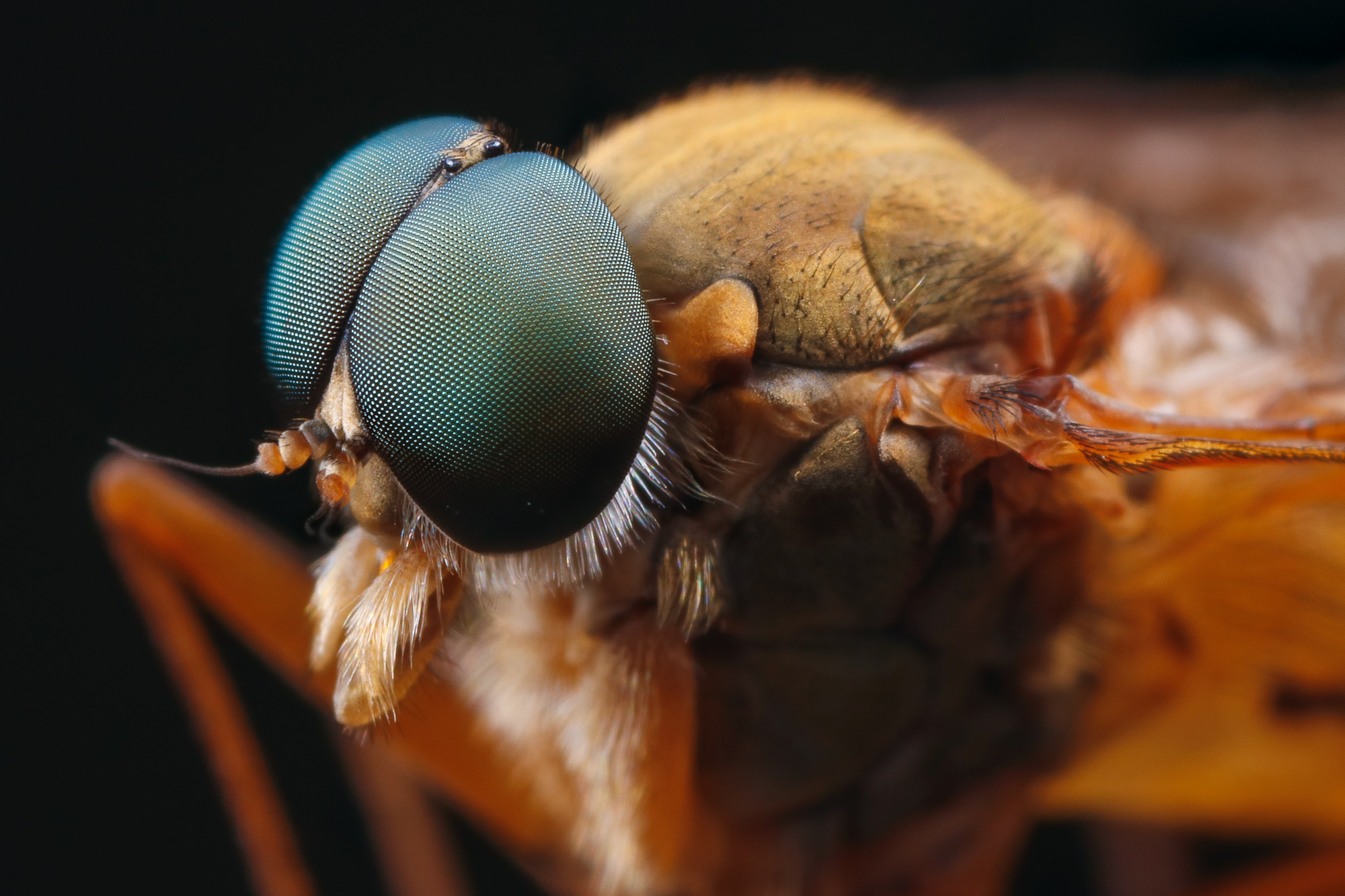 Rhagio tringarius ♂, snäppfluga