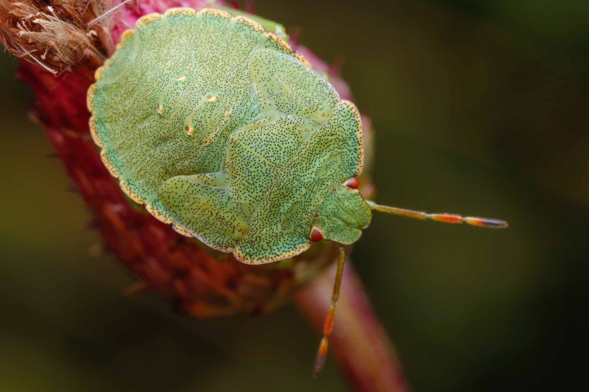 Palomena prasina, grön bärfis (larv)