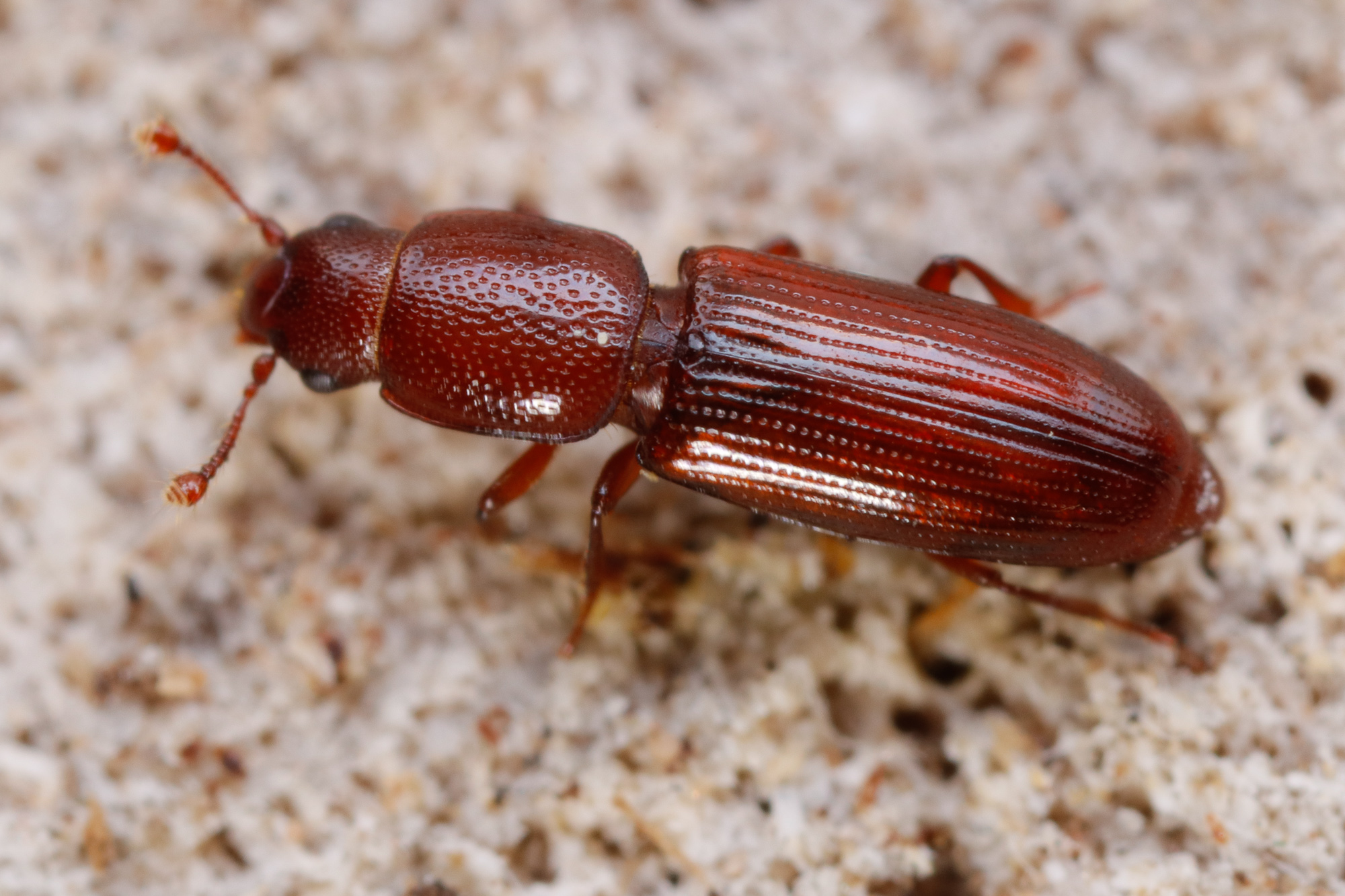 Rhizophagus ferrugineus, barkglansbagge