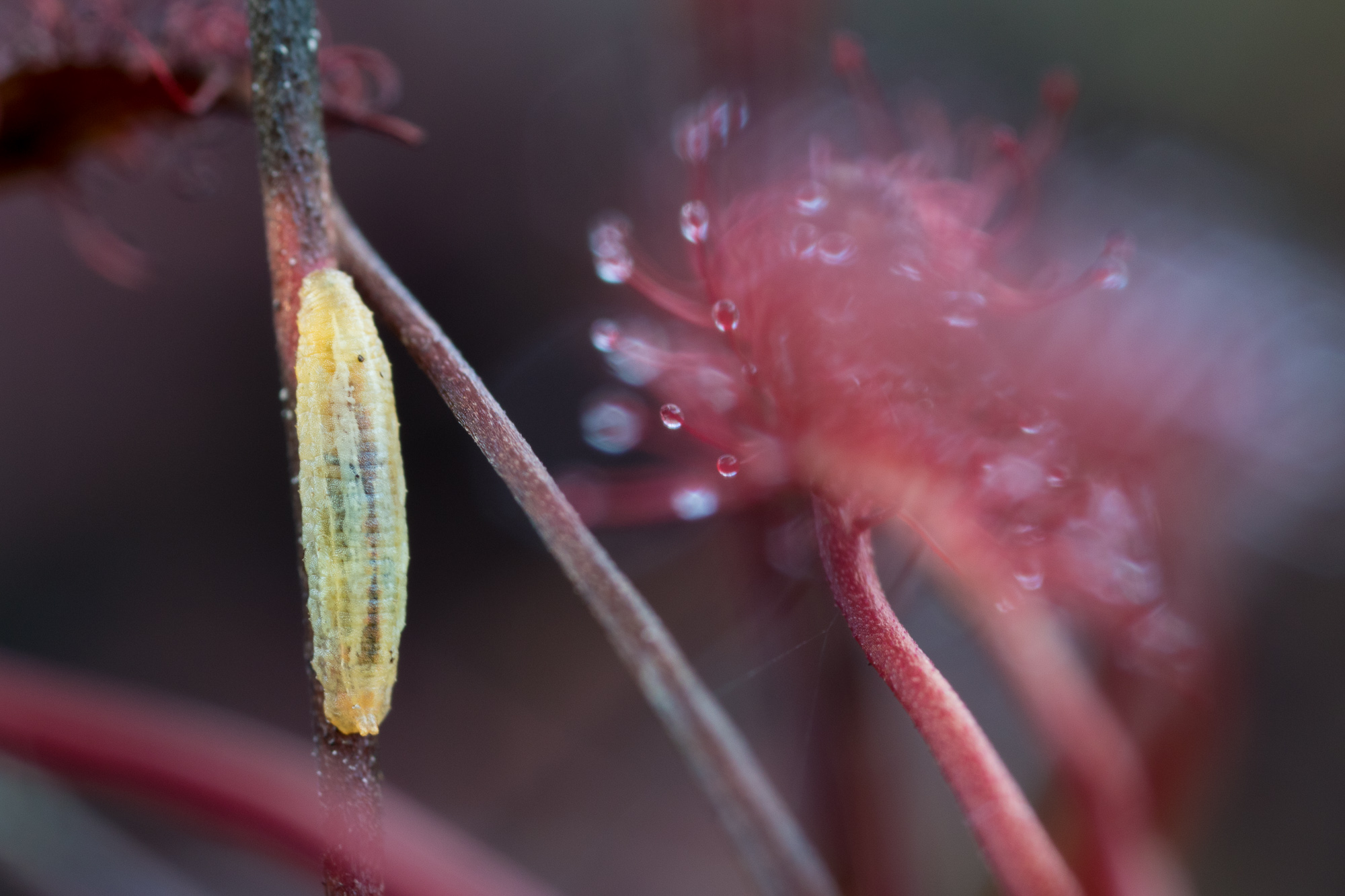 Syrphidae + Drosera, blomflugelarv på småsileshår