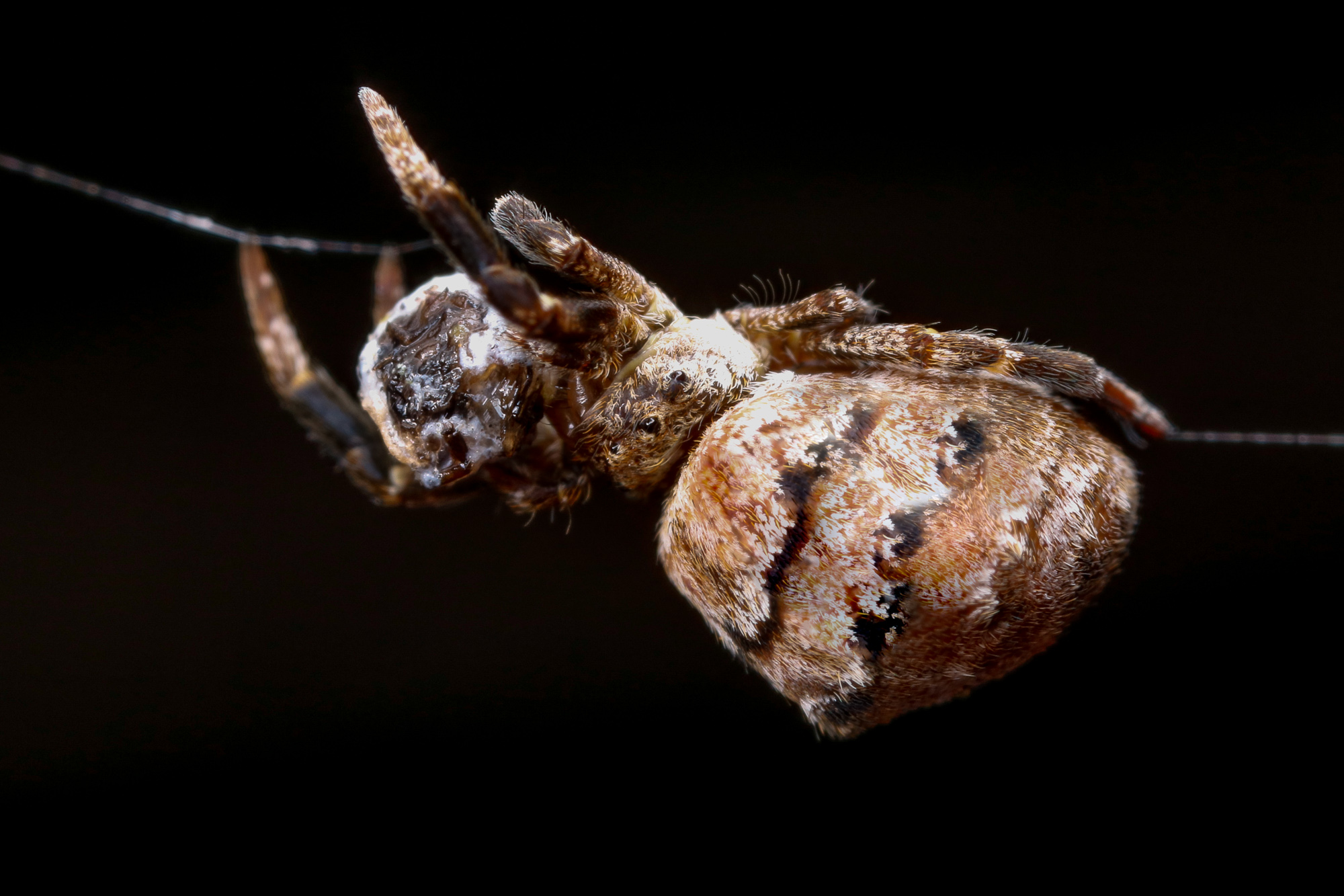 Hyptiotes paradoxus, trekantspindel